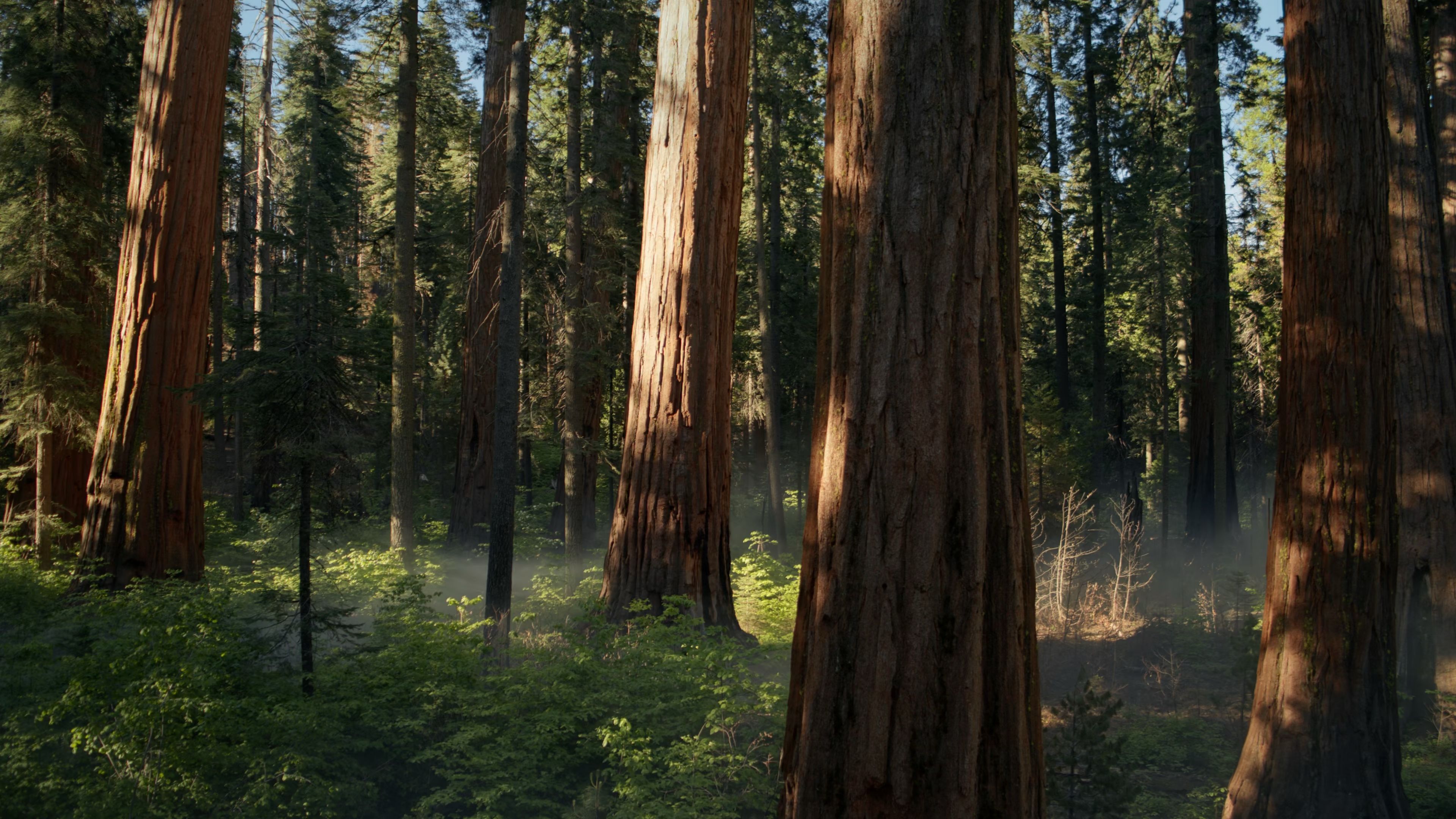 3840x2160 Get the New MacOS Sequoia Sunrise Forest Wallpaper
