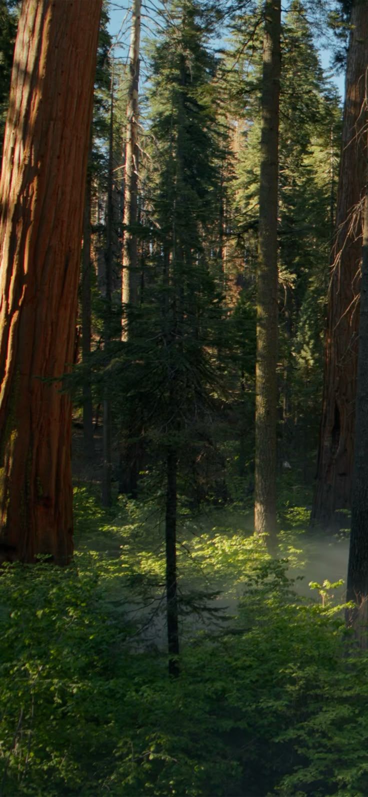 736x1593 Official macOS Sequoia 15.0 Wallpaper 4K (Day)