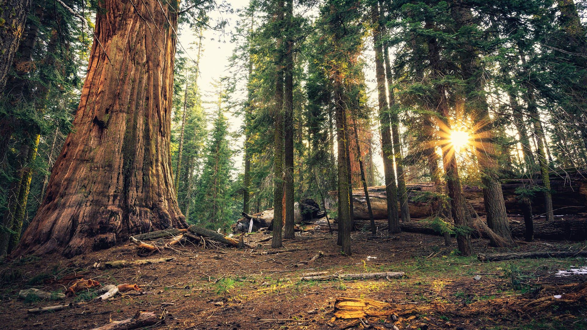 1920x1080 Sequoia National Park Wallpaper