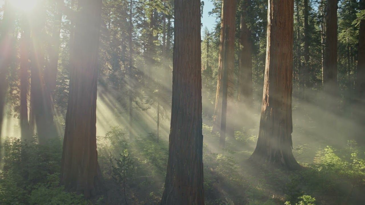 1280x720 Sequoia Sunrise. MacOS Sequoia Live Wallpaper