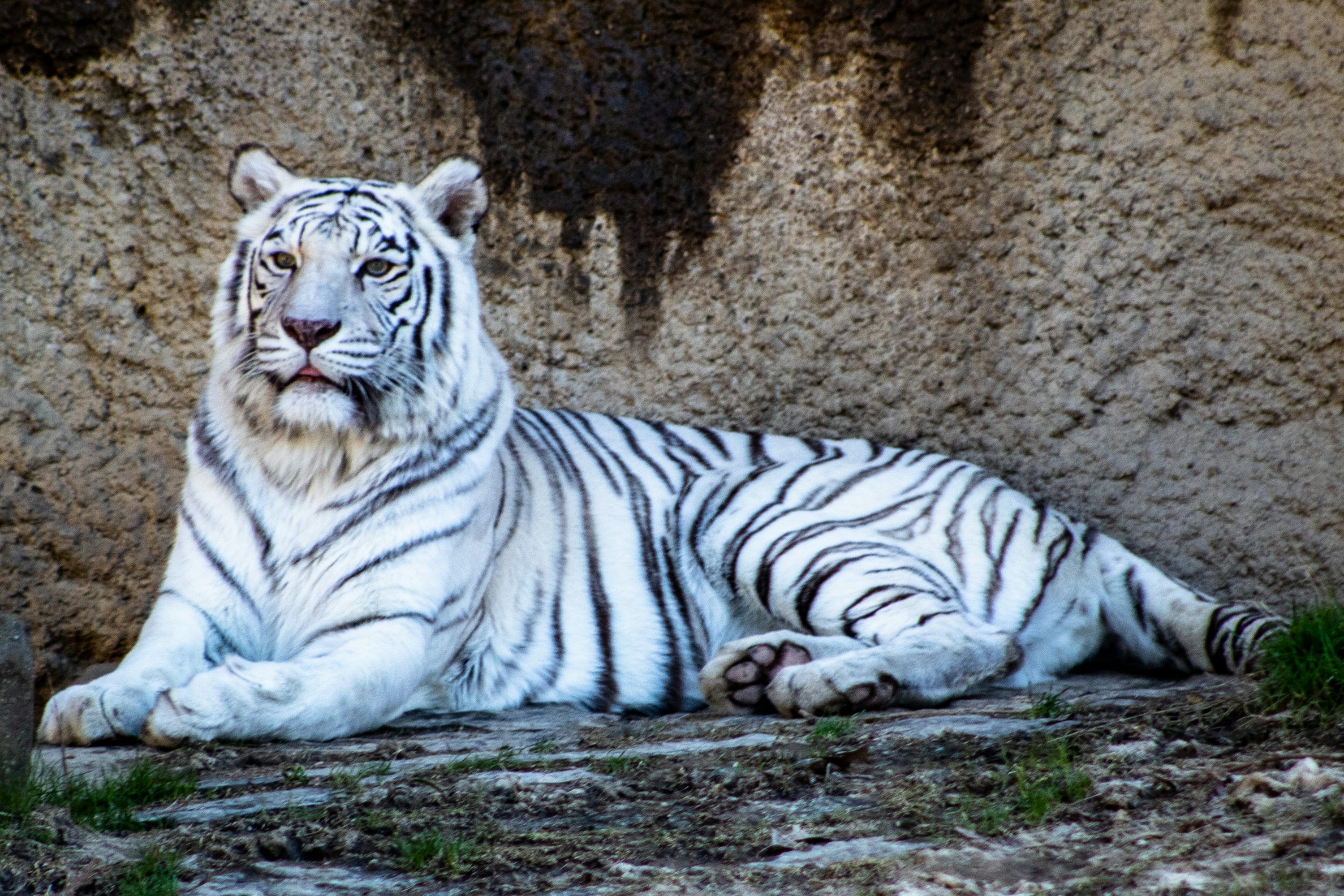 3000x2000 White Tiger Picture [HD]. Download Free Image