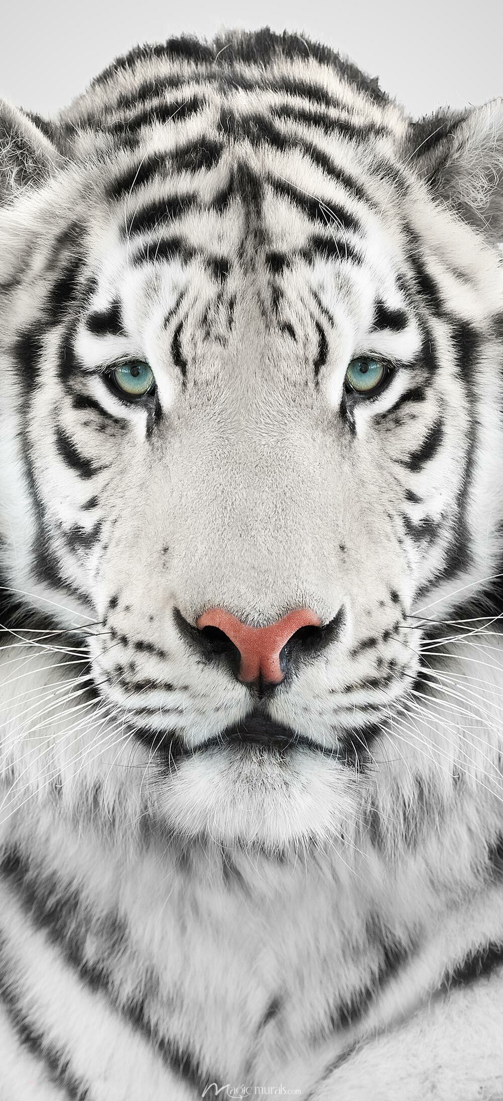 1000x2189 White Tiger Door