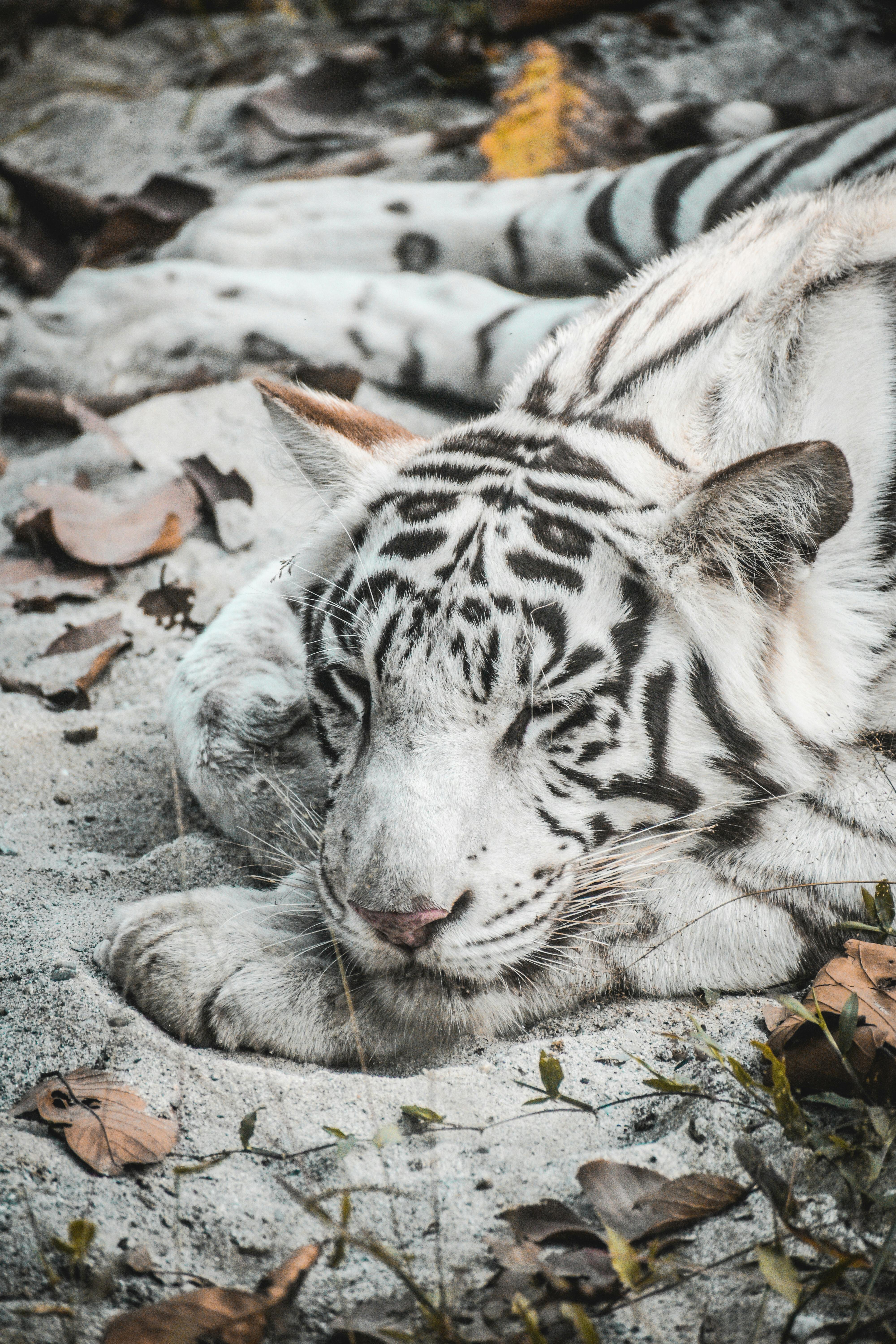 4000x6000 Close Up Shot Of A White Tiger Lying On The Ground · Free