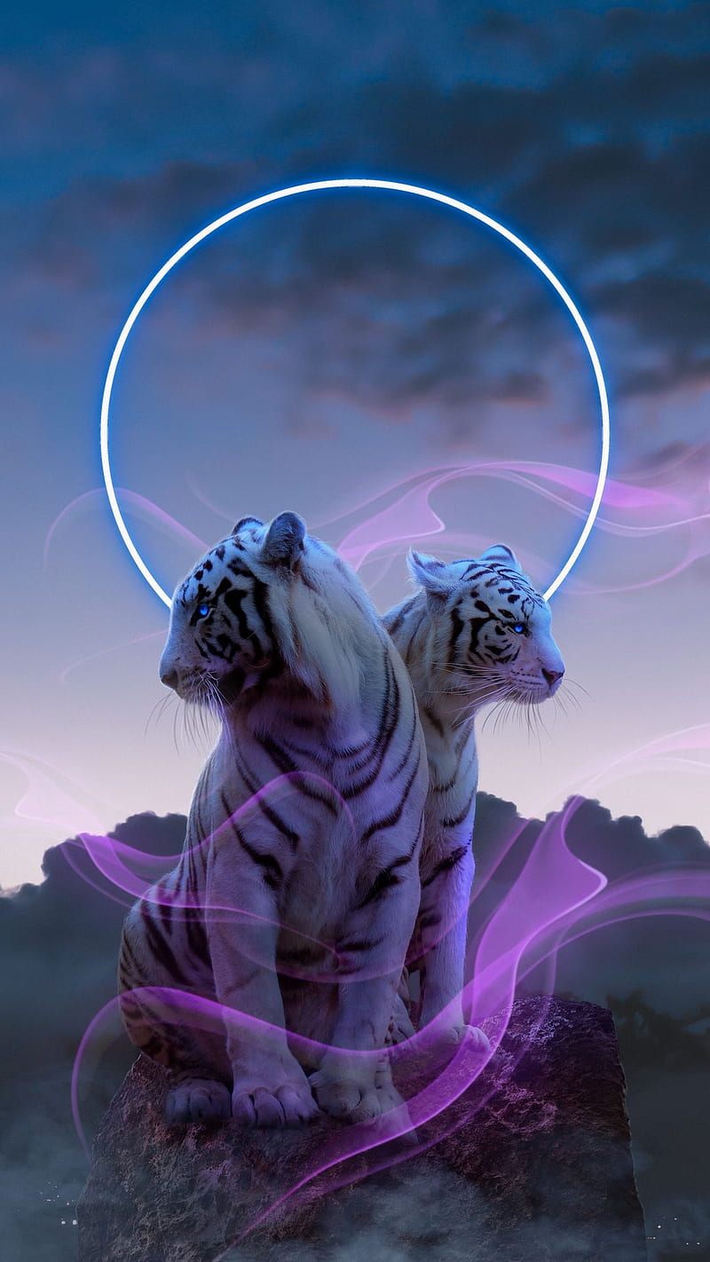 800x1422 White tigers, animal, drawings, fantasy, HD phone wallpaper
