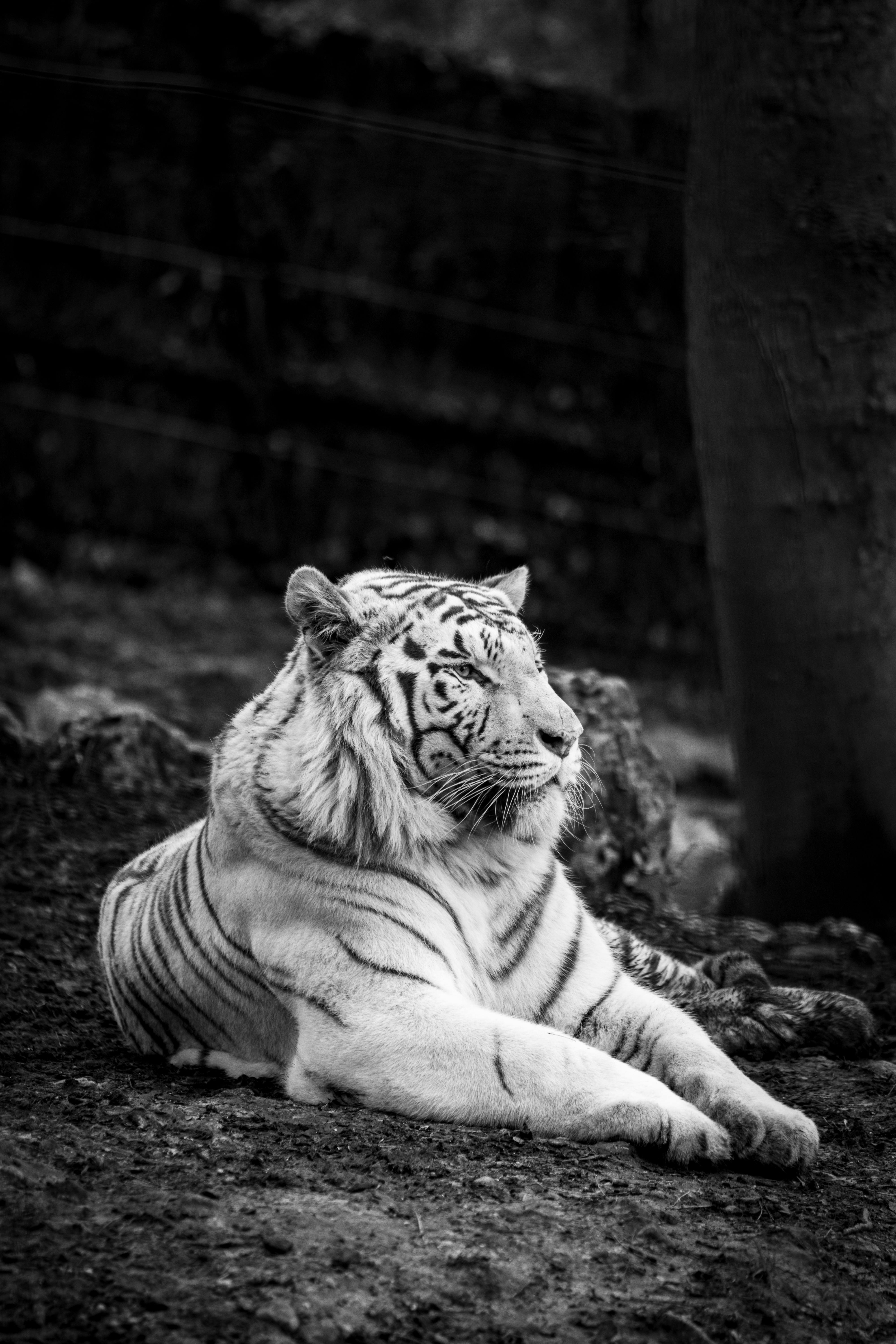 4000x6000 Grayscale Photo of Tiger Lying on Ground · Free