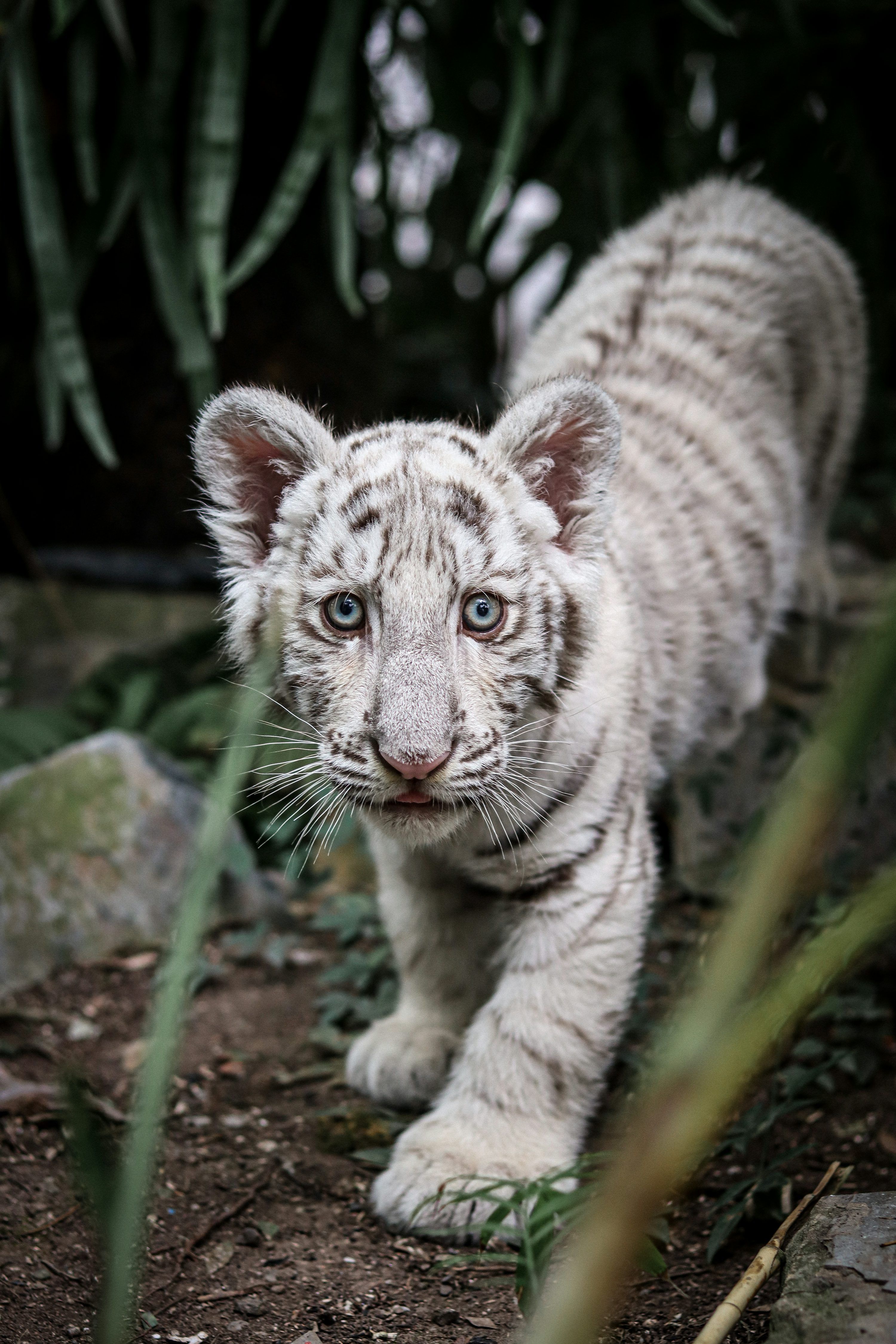 3000x4500 A baby white tiger walking through a forest photo