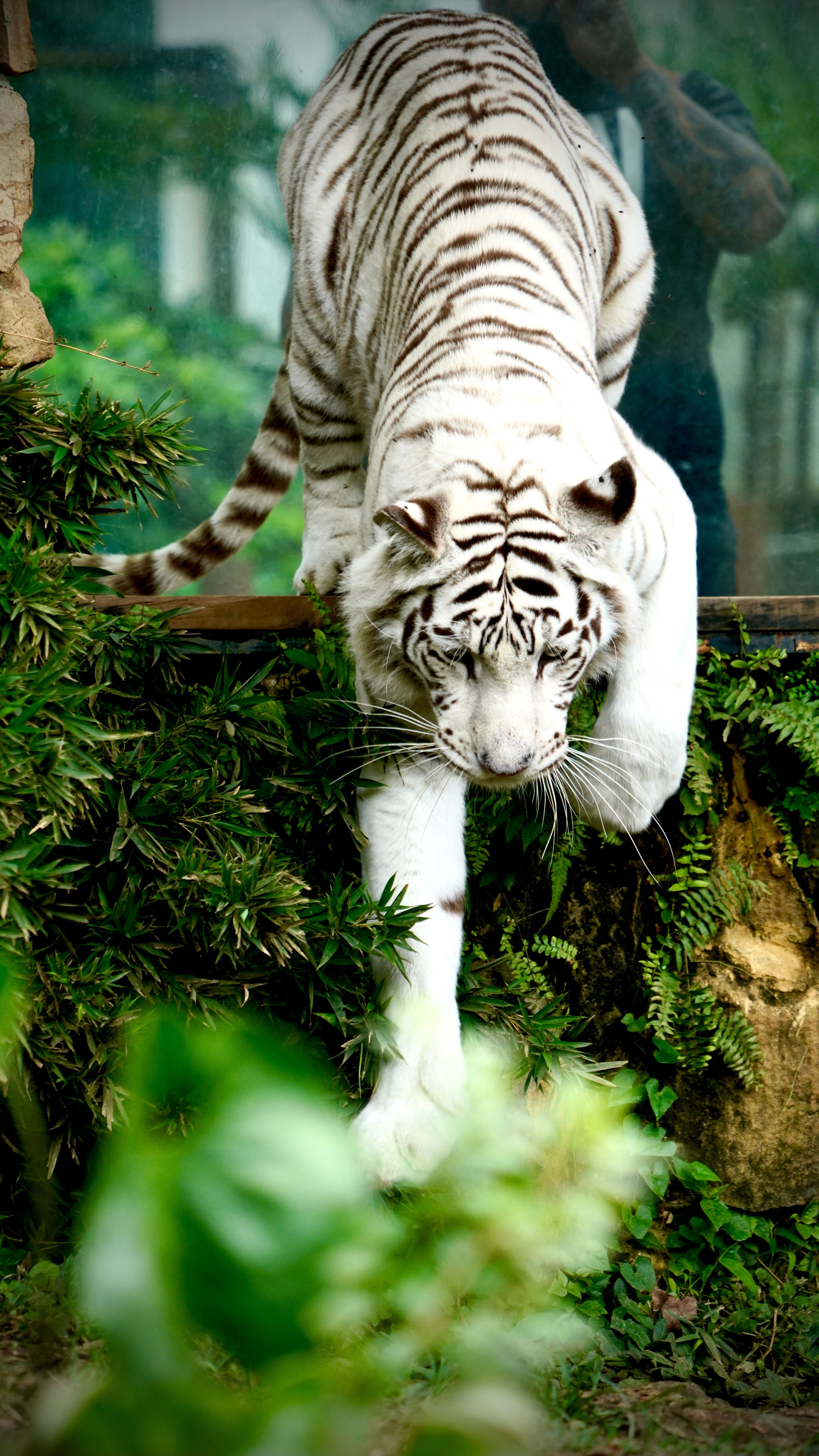 3970x7059 White Bengal Tiger in the Zoo · Free