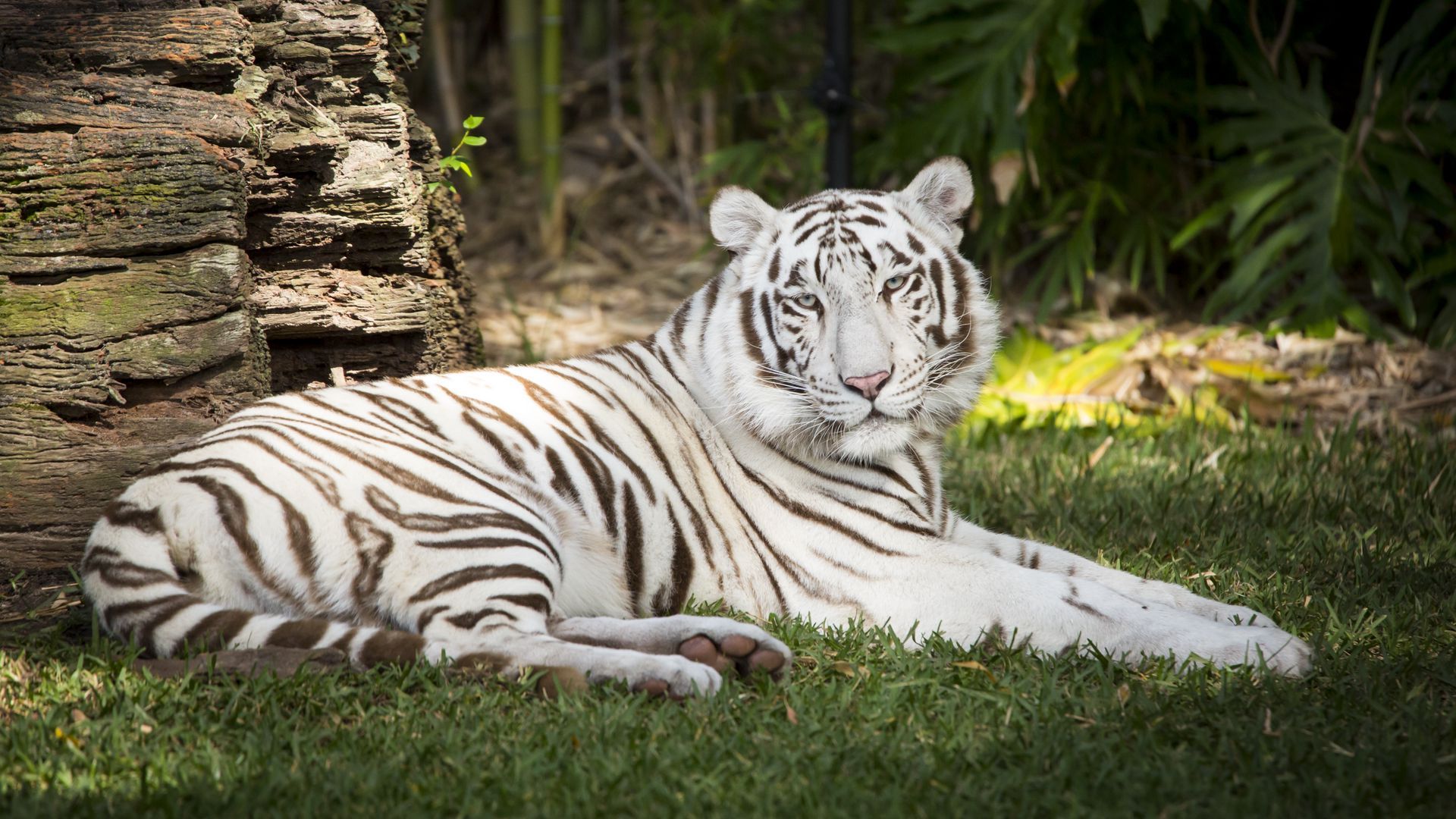 1920x1080 Download wallpaper 1920x1080 white tiger, tiger, animal, predator, albino, white, wildlife full hd, hdtv, fhd, 1080p HD background