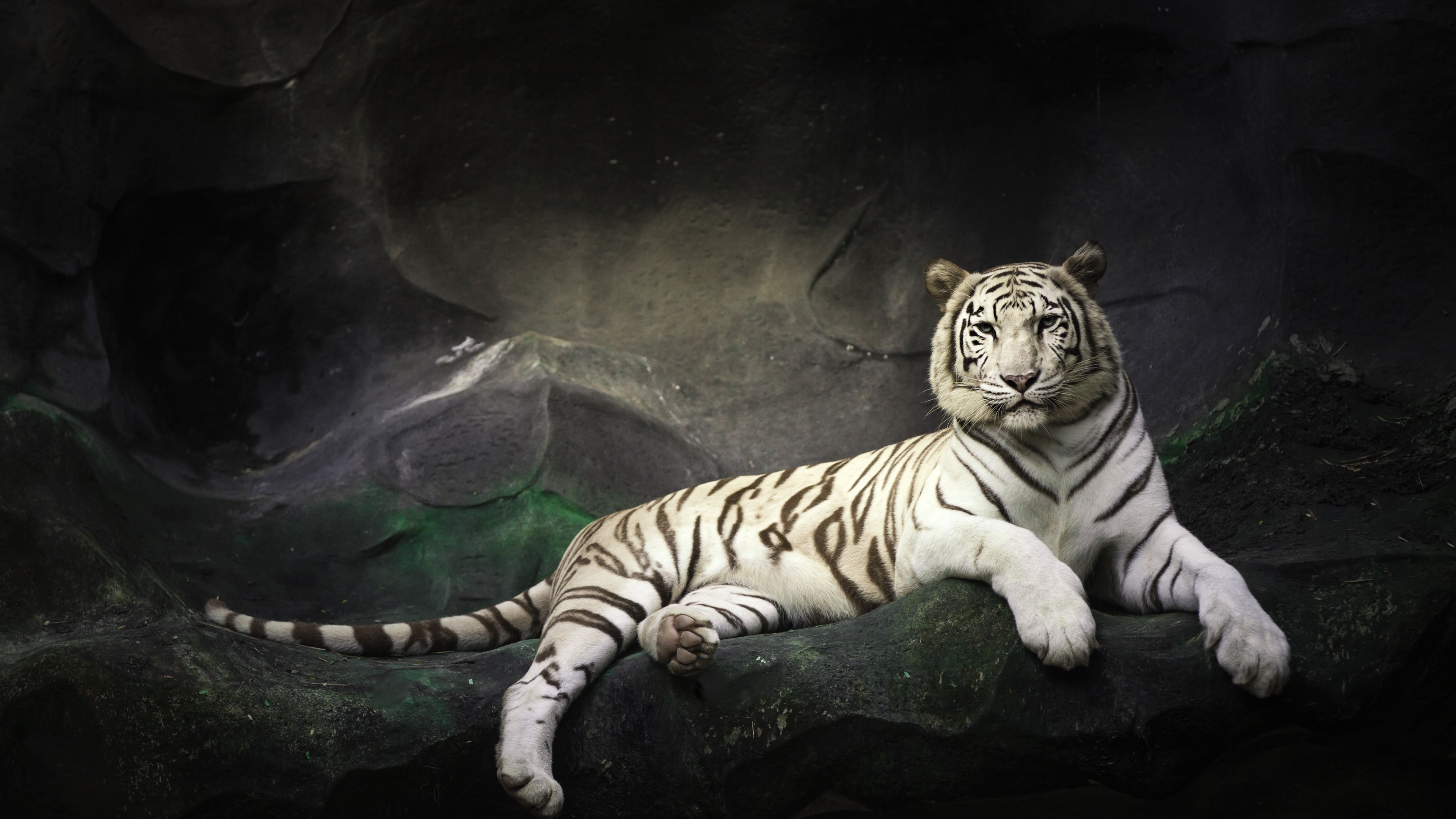 3840x2160 White tiger resting on a rock 4K Wallpaper