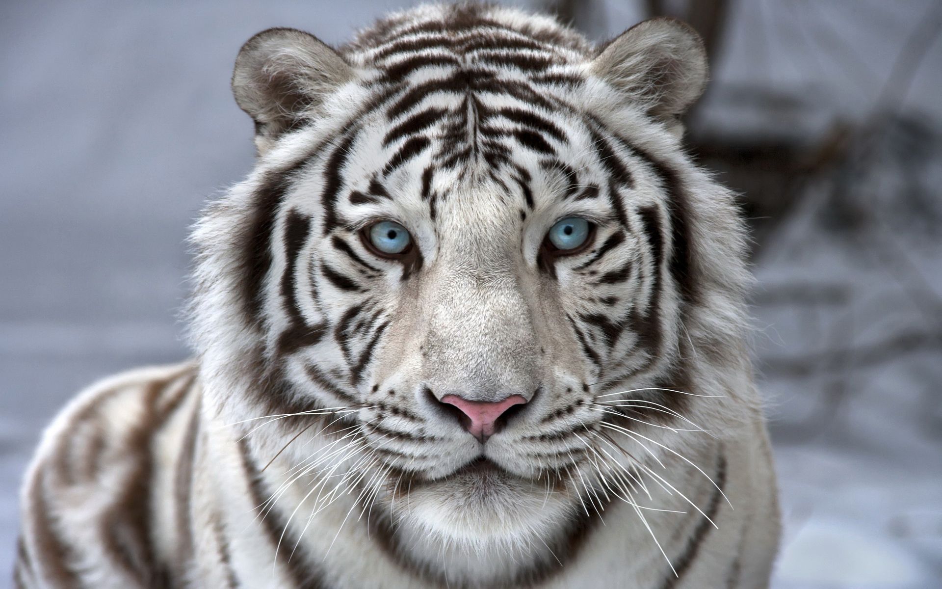 1920x1200 Beautiful White Tiger Wallpaper​-Quality Free Image and Transparent PNG Clipart