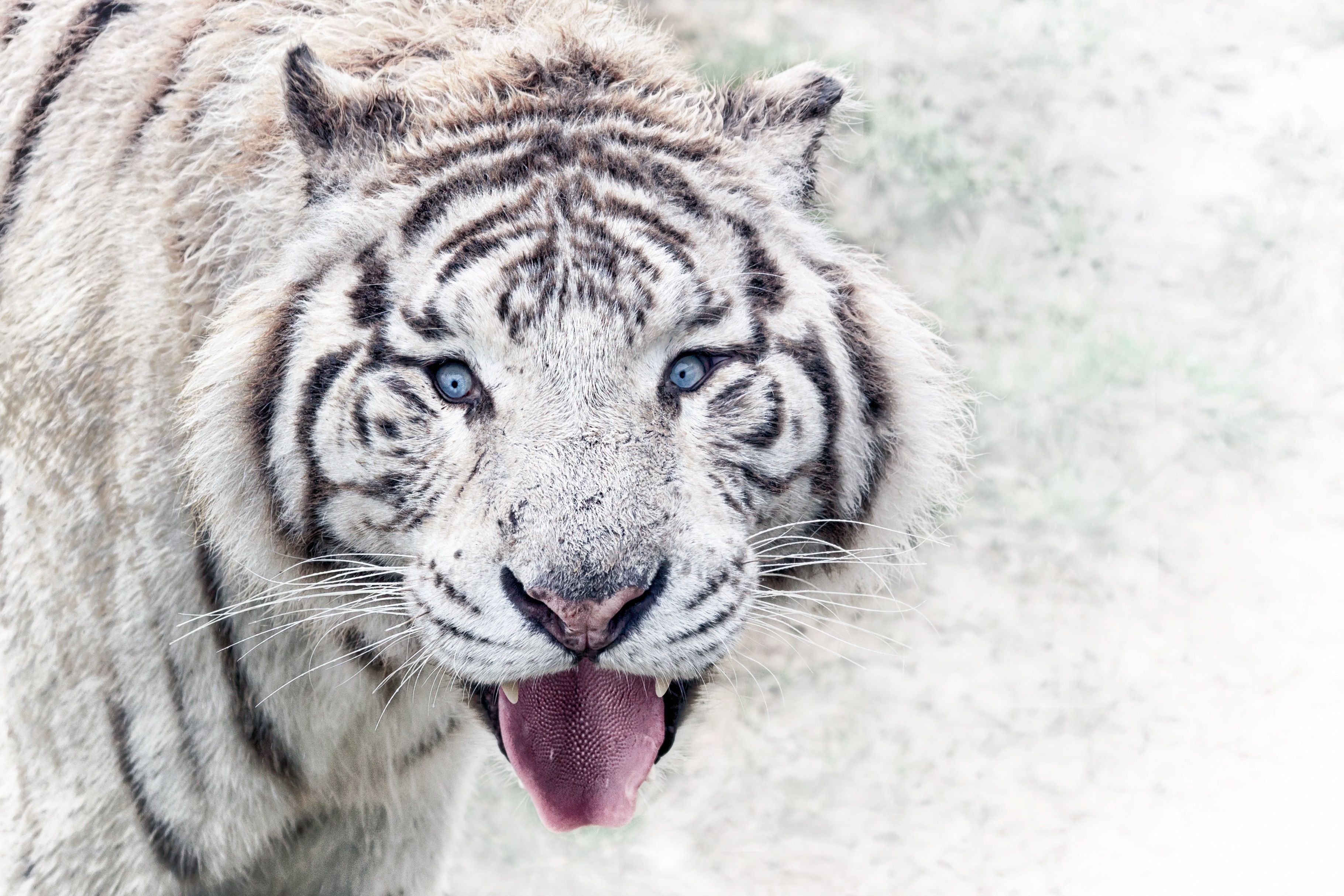 3641x2427 White tiger Wallpaper 4K, Wild animal, Big cat, Predator