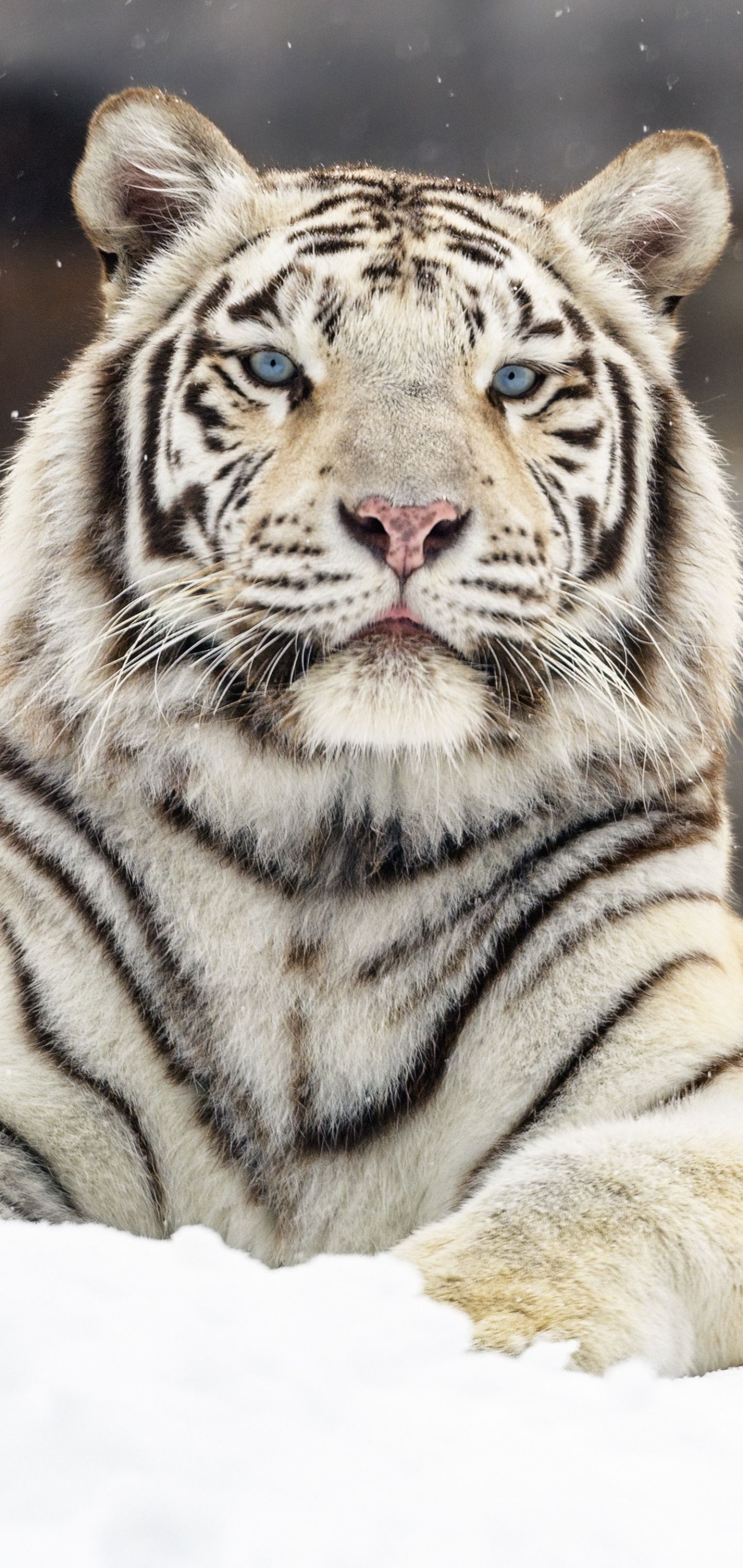 1440x3040 Phone wallpaper: Animal, White Tiger, Cats 1191592
