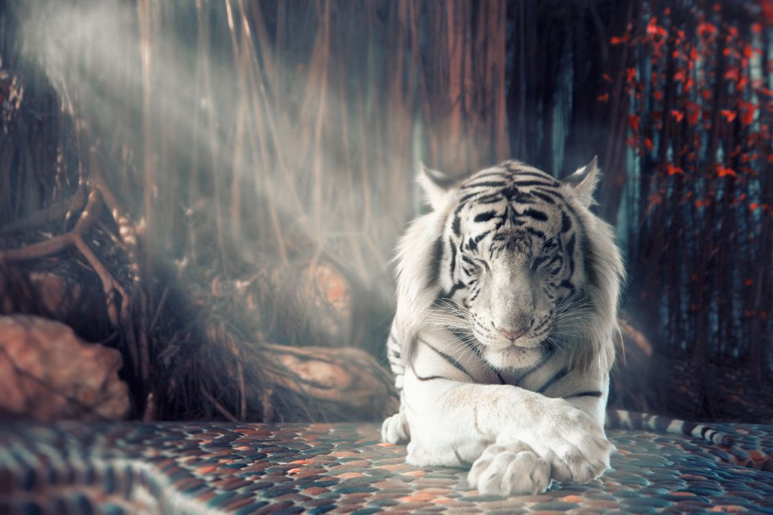 1125x750 Wallpaper White Tiger Lying on Ground, Background Free Image