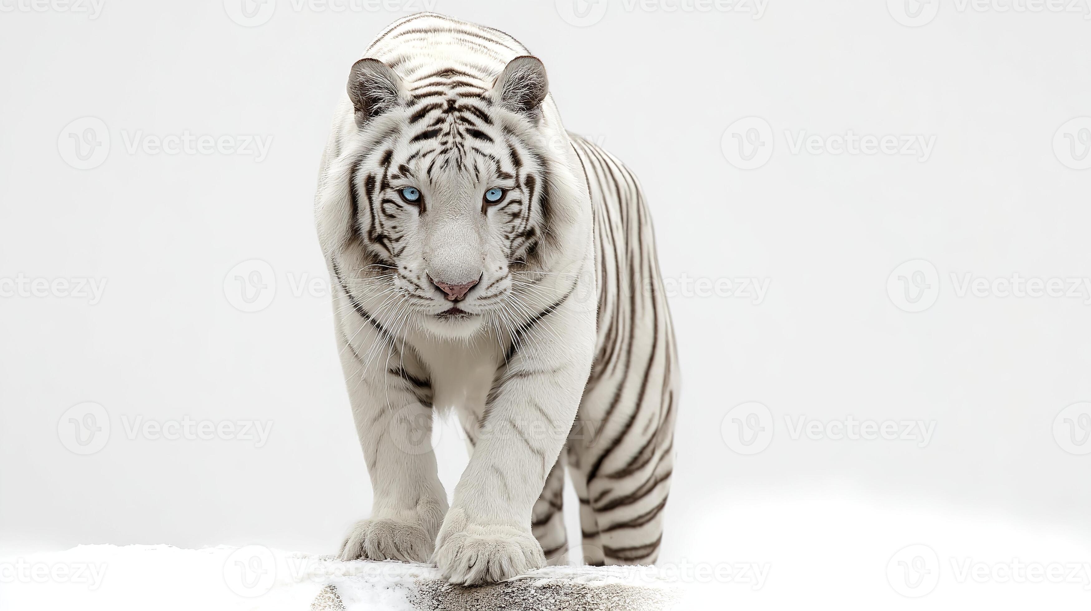 3497x1960 White tiger wallpaper HD