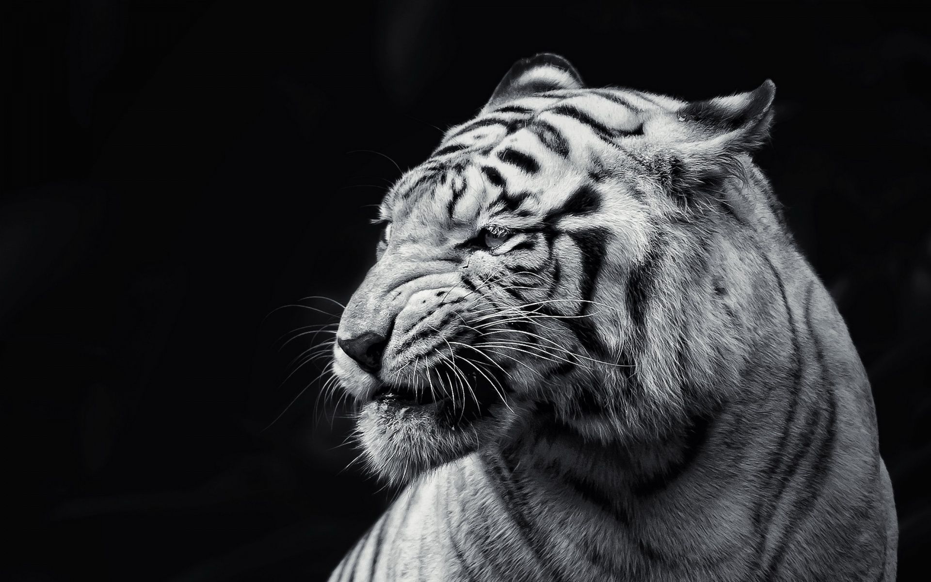1920x1200 White Tiger Wallpaper HD 08196