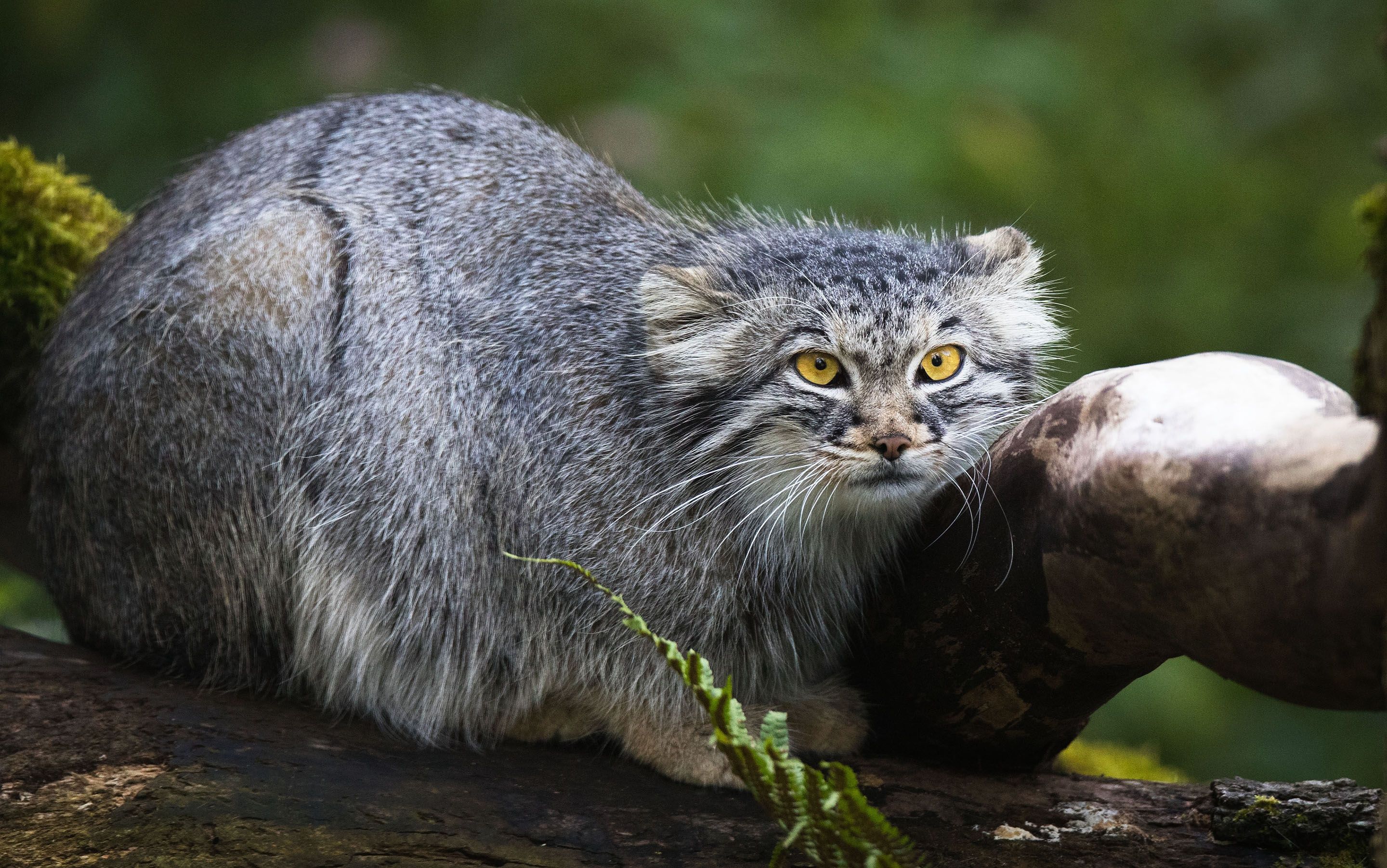 2880x1803 Wallpaper look, face, nature, pose, wild cat, manul for mobile and desktop, section кошки, resolution 2880x1803