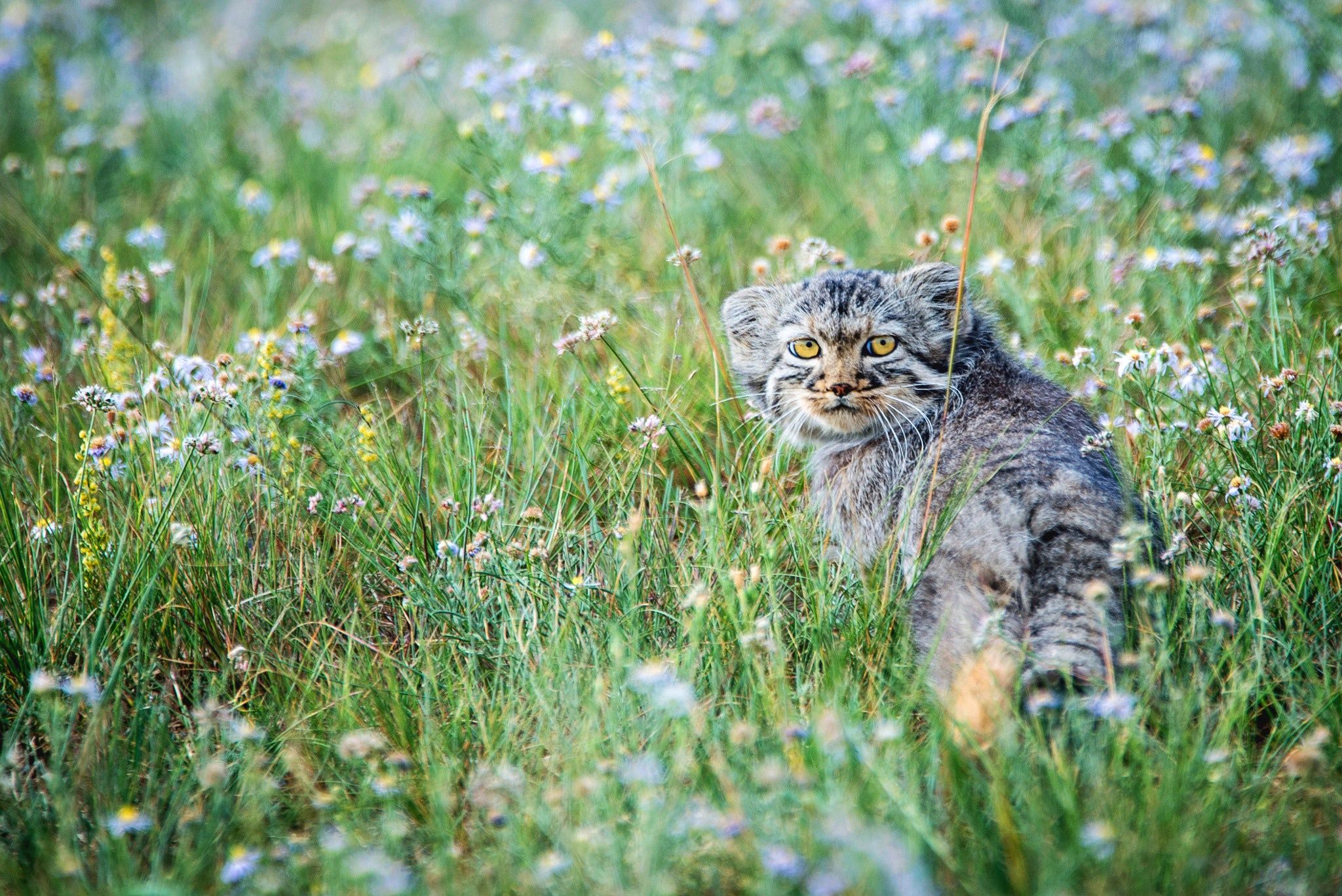 2048x1367 Wallpaper flowers, the steppe, small, meadow, kitty, manul for mobile and desktop, section кошки, resolution 2048x1367