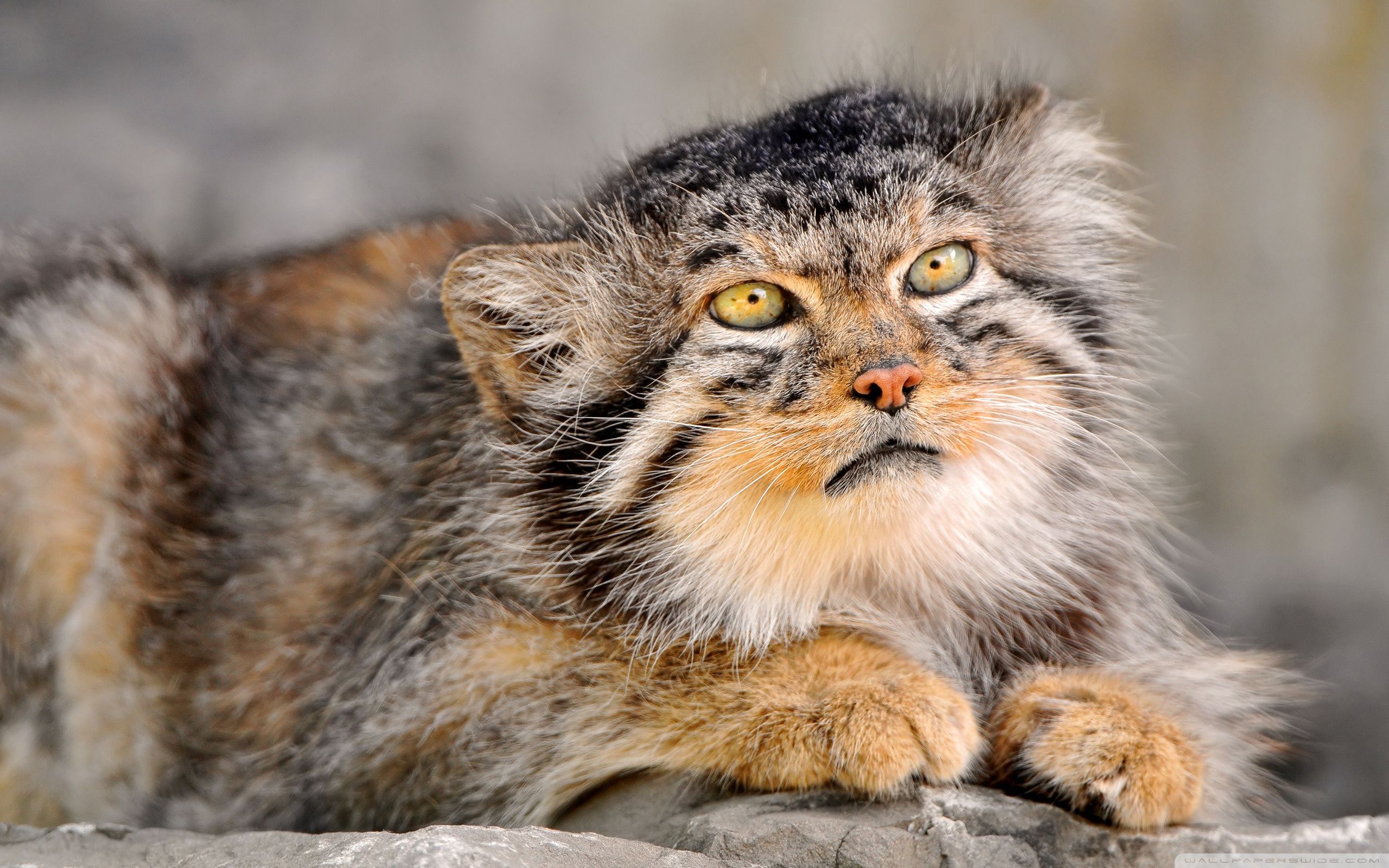 2560x1600 Manul 4K UHD Wallpaper for UltraHD Desktop and TV : Smartphone and Tablet Devices