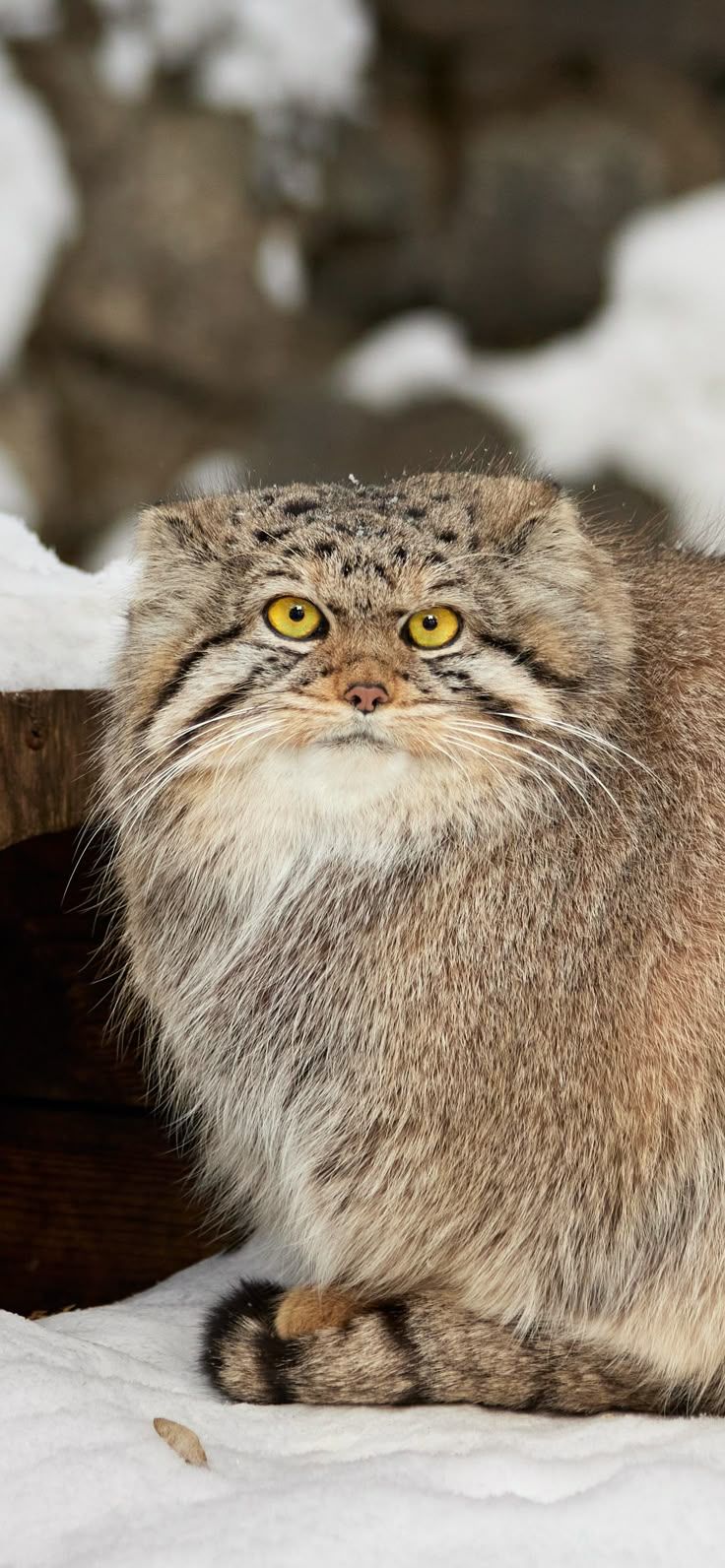 736x1592 Wild cats. Pallas's cat, Cat breeds, Manul cat