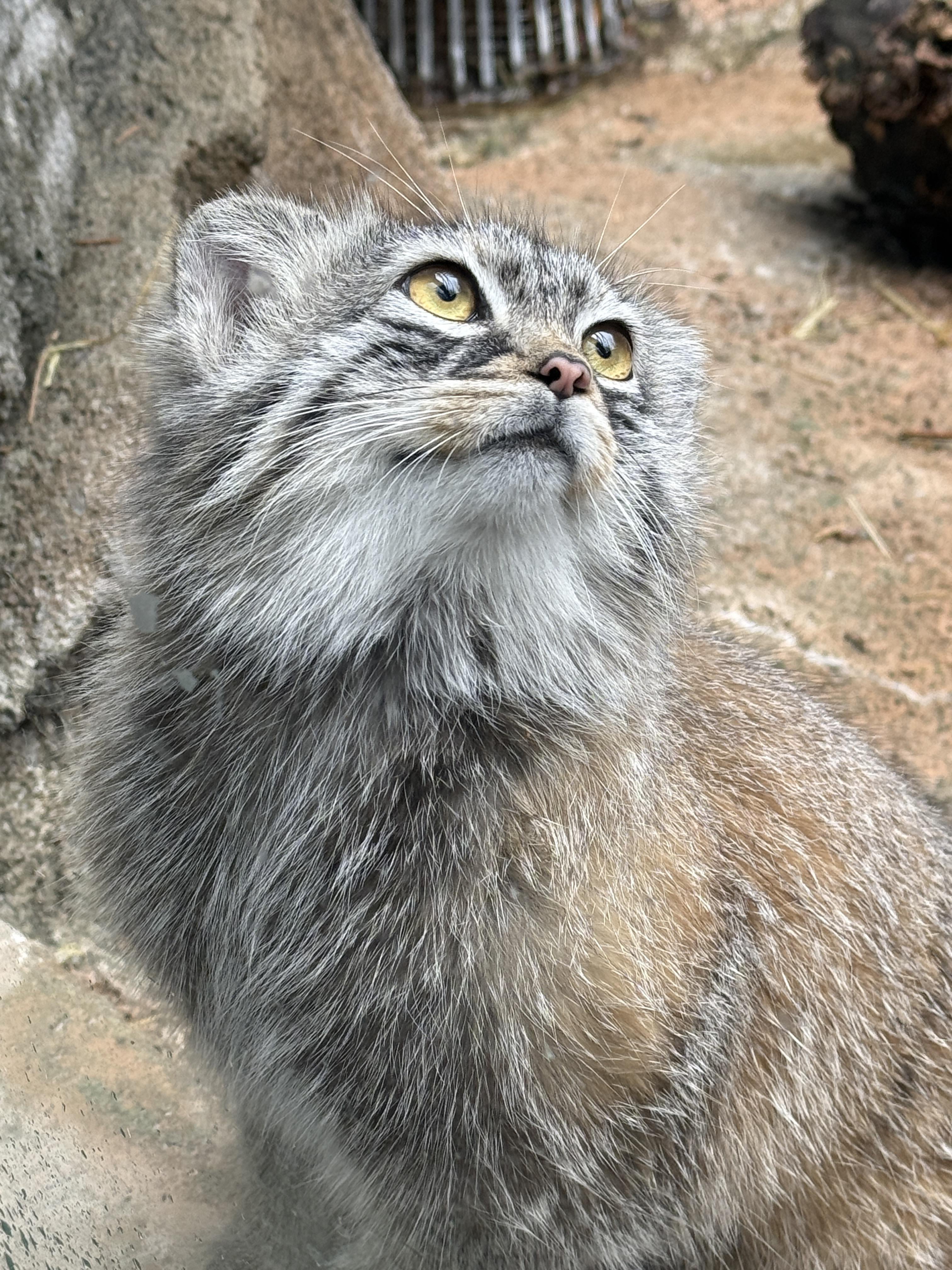 3024x4032 Midwest Manul