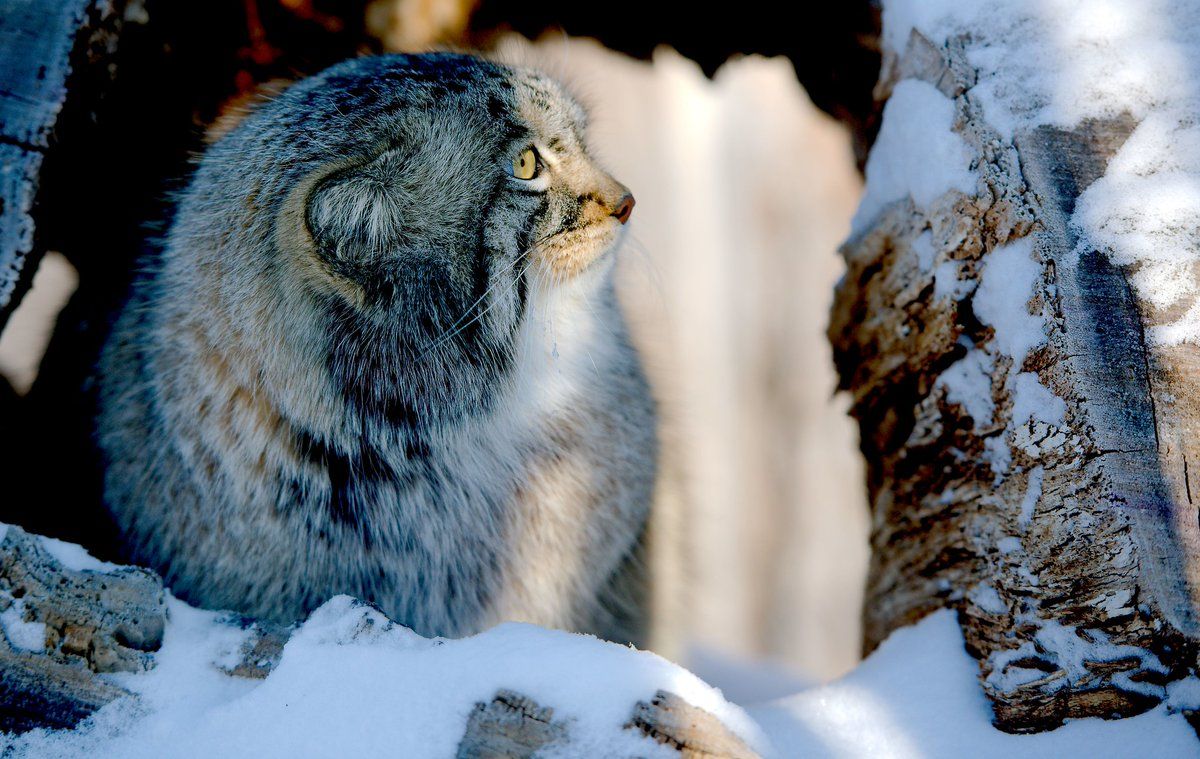 1200x759 Monday's Manul / Posts / X