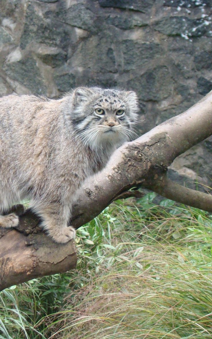 736x1177 Wallpaper sit care tree manul