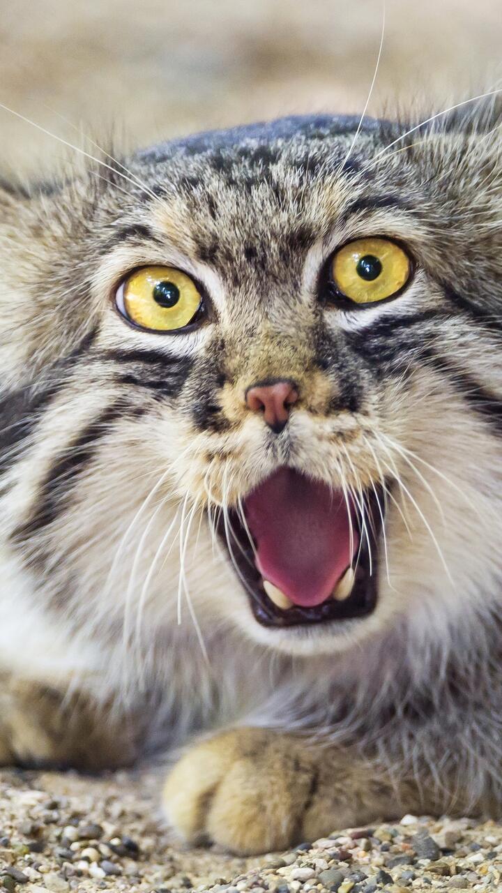 720x1280 Wallpaper manul wild cat 720x1280 HD from salihychev image and screensavers