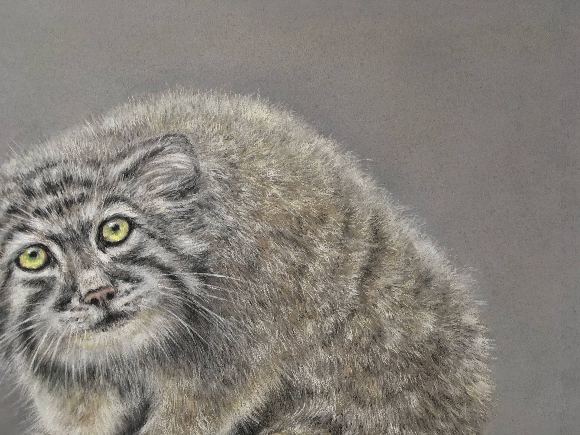 1920x1440 Manul cat Pastel painting Drawing by Juan Pastor De La Puente