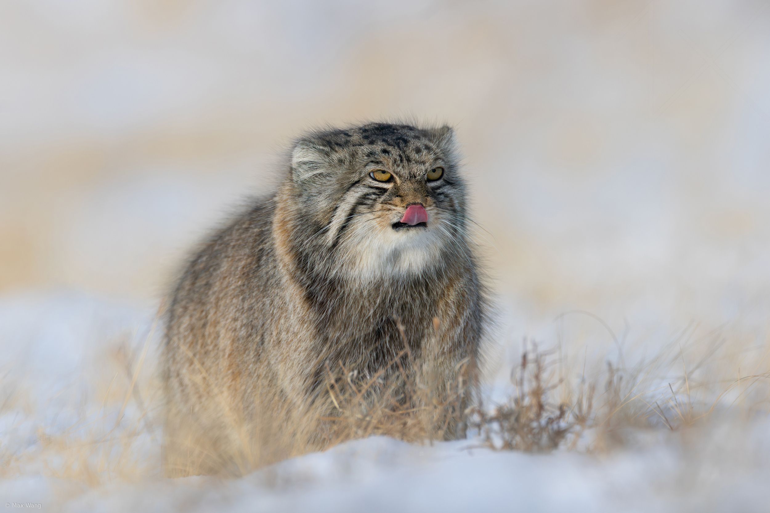 2500x1667 Manul