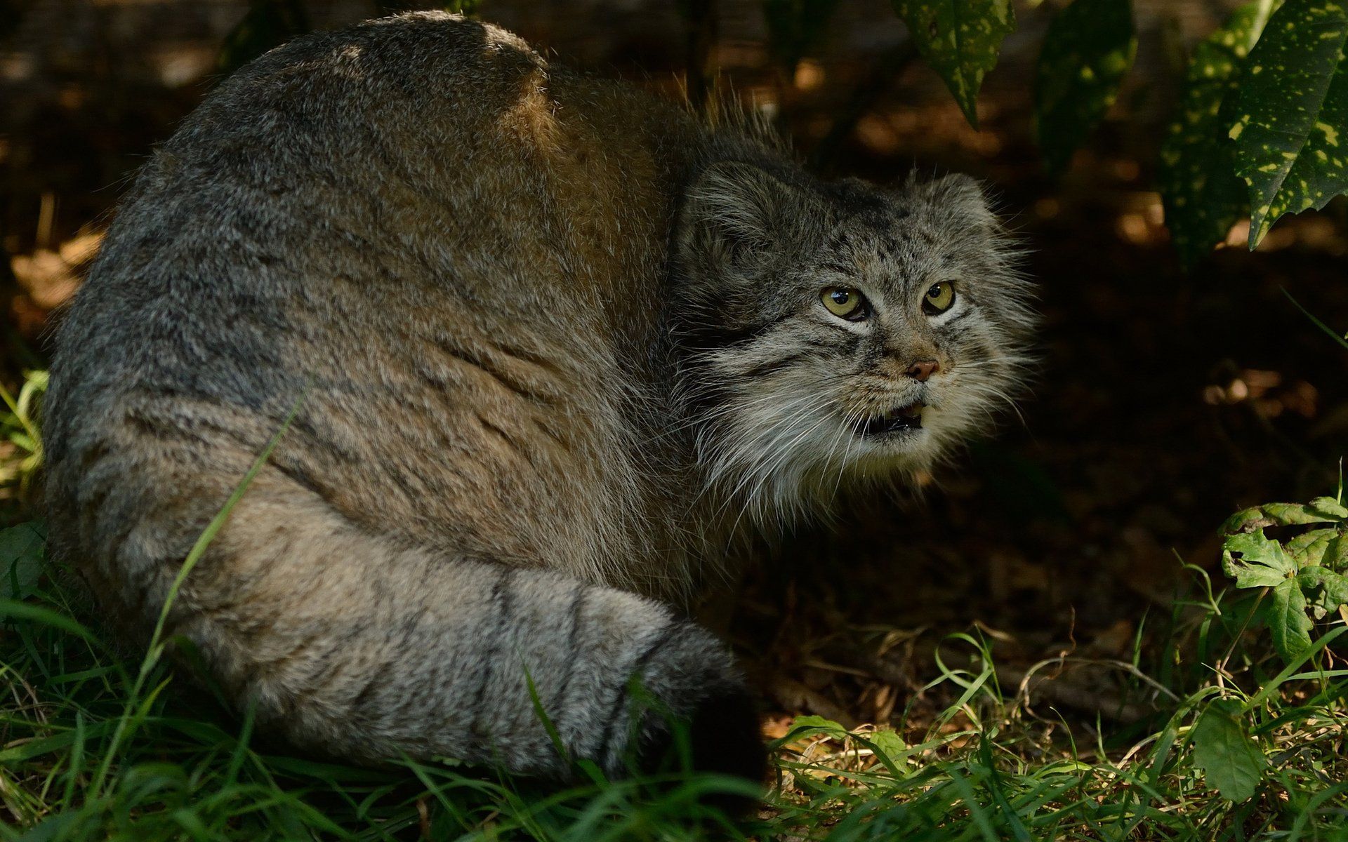 1920x1200 Majestic Pallas's Cat HD Wallpaper