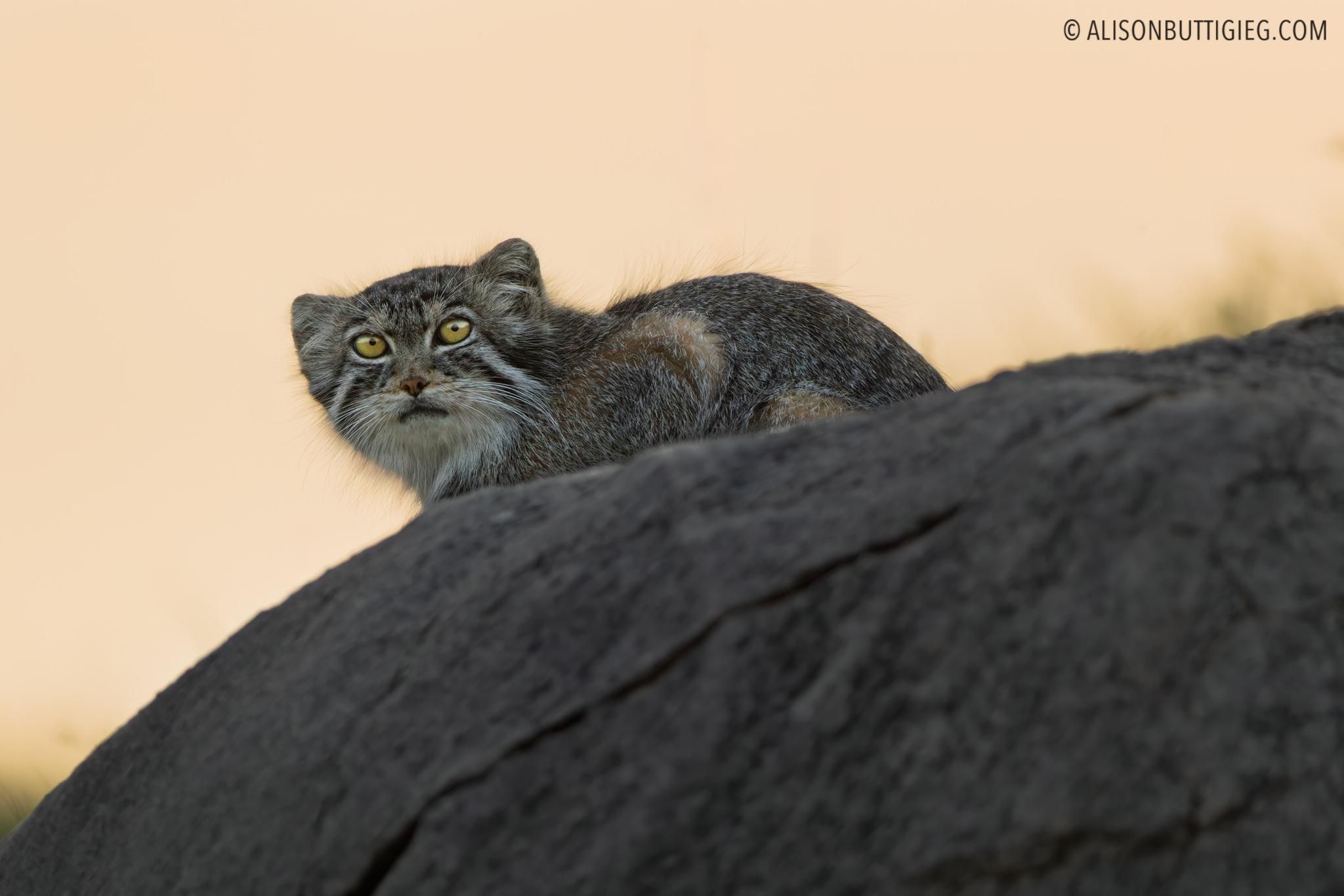 2048x1366 Wild Manul (Pallas's Cat)