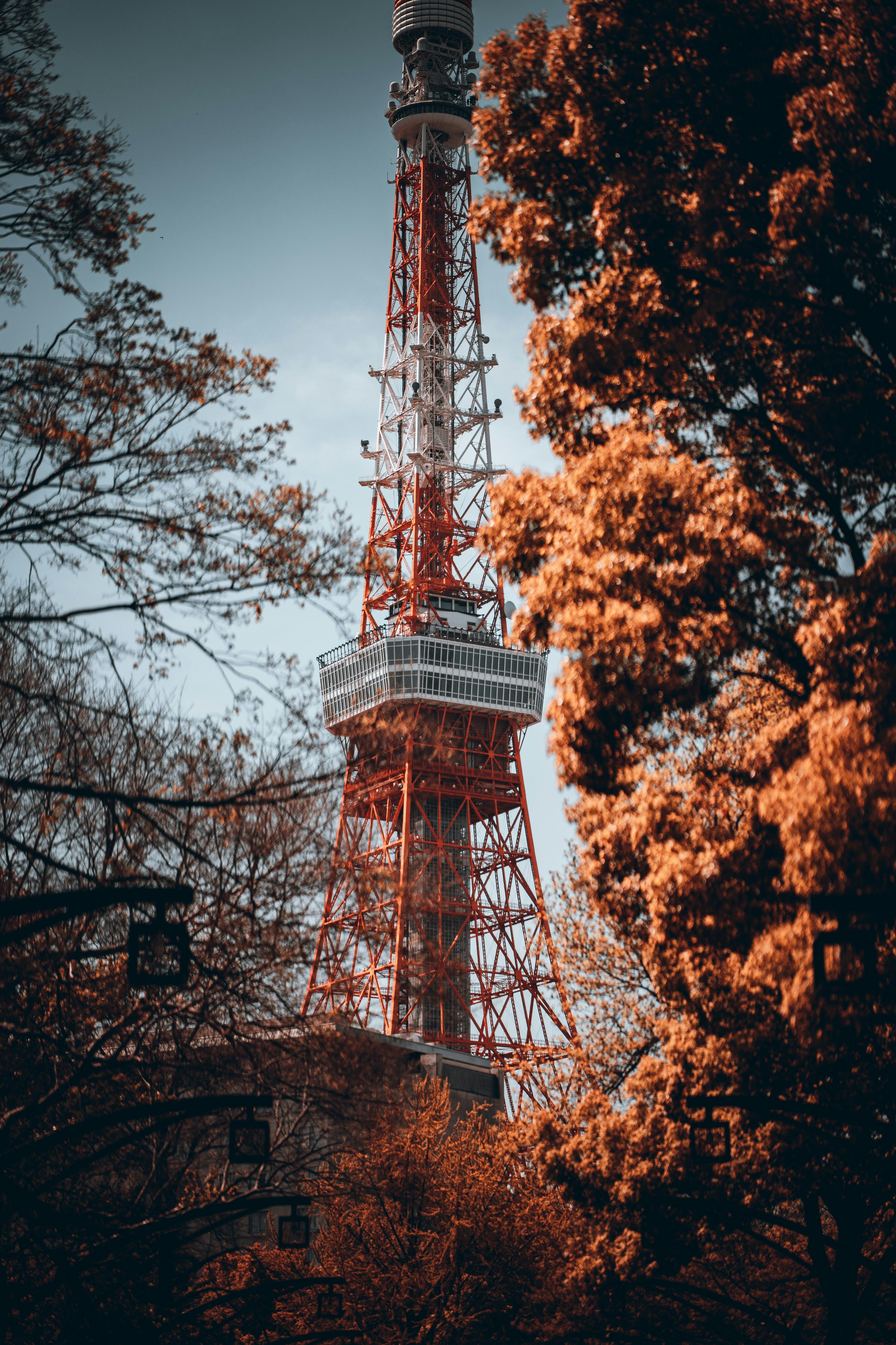 3871x5807 View of Autumnal Trees and the Tokyo Tower · Free