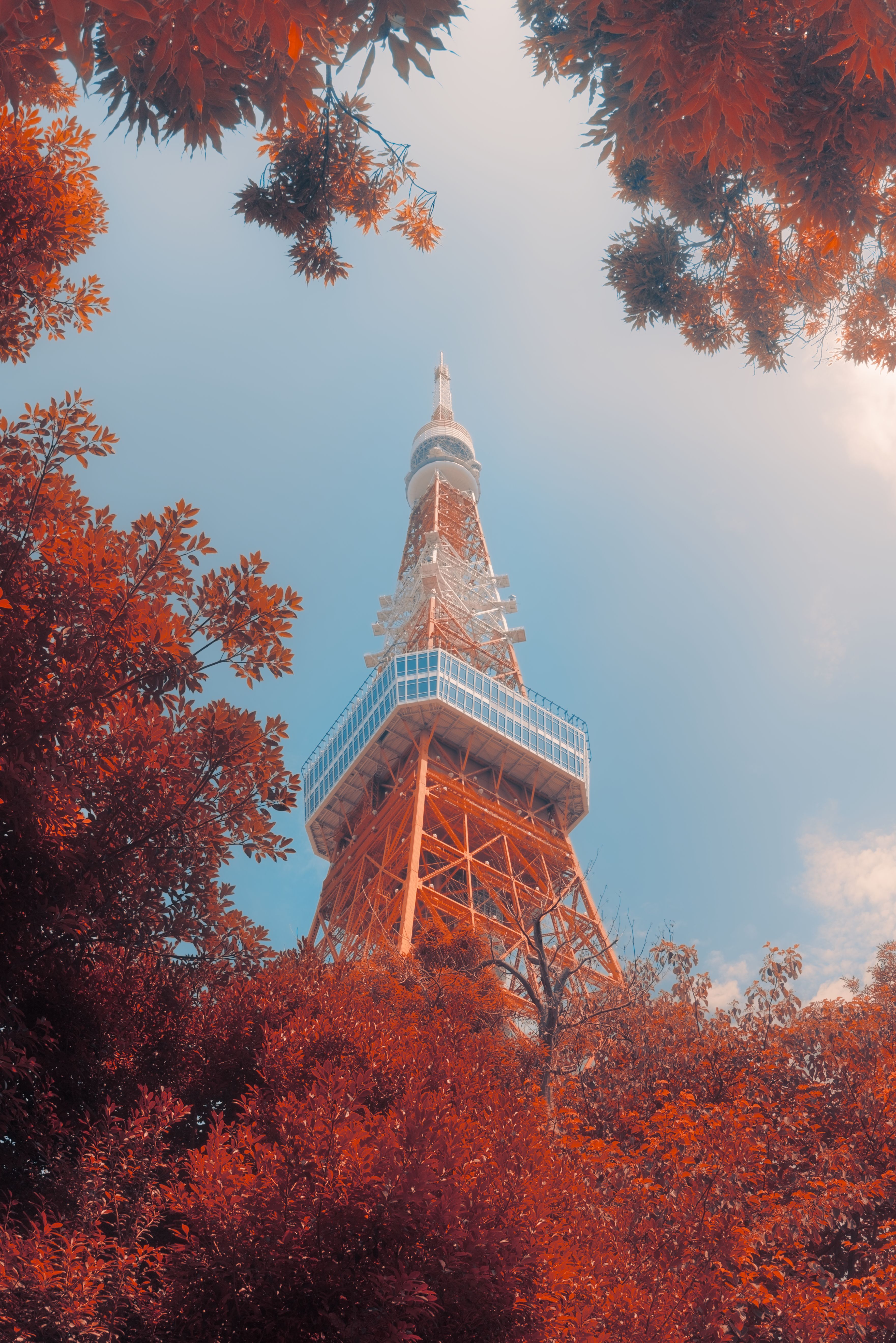 3523x5278 Iconic Tokyo Tower Framed by Autumn Foliage · Free
