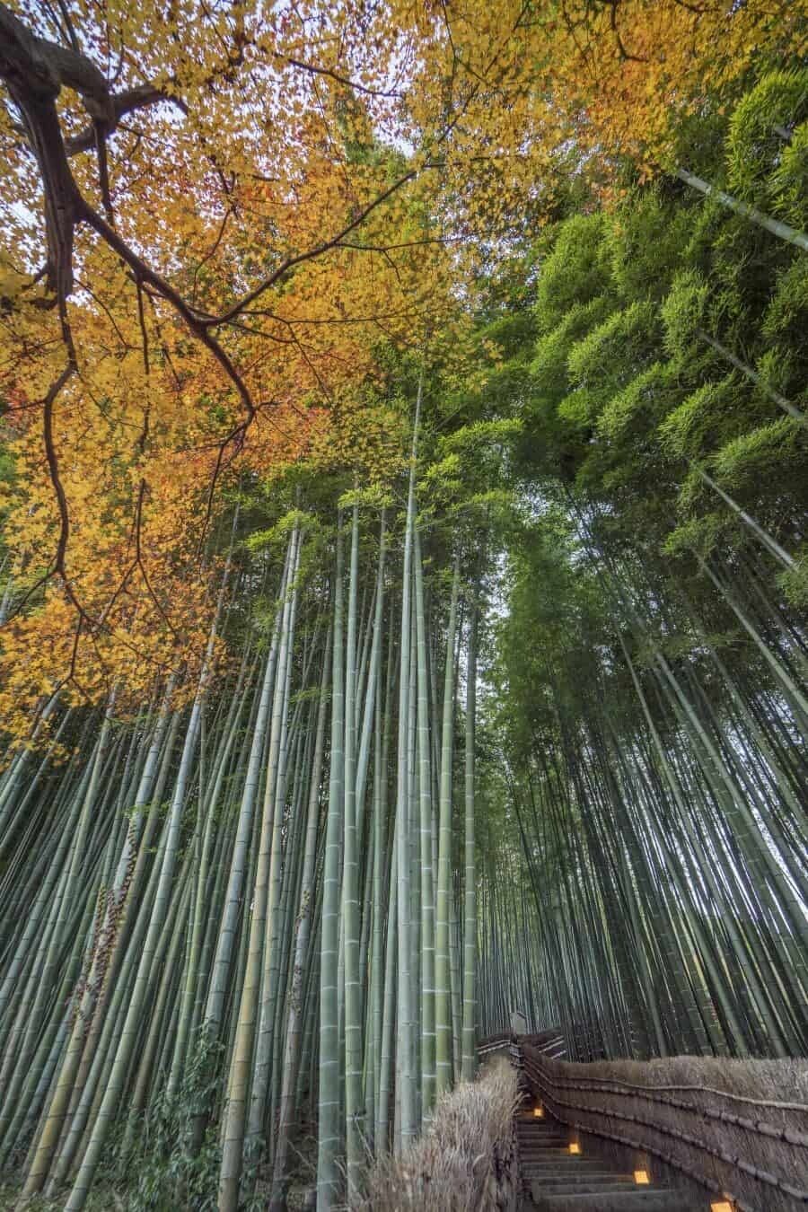 900x1350 Autumn in Japan and Photography Tips for Kyoto + Tokyo