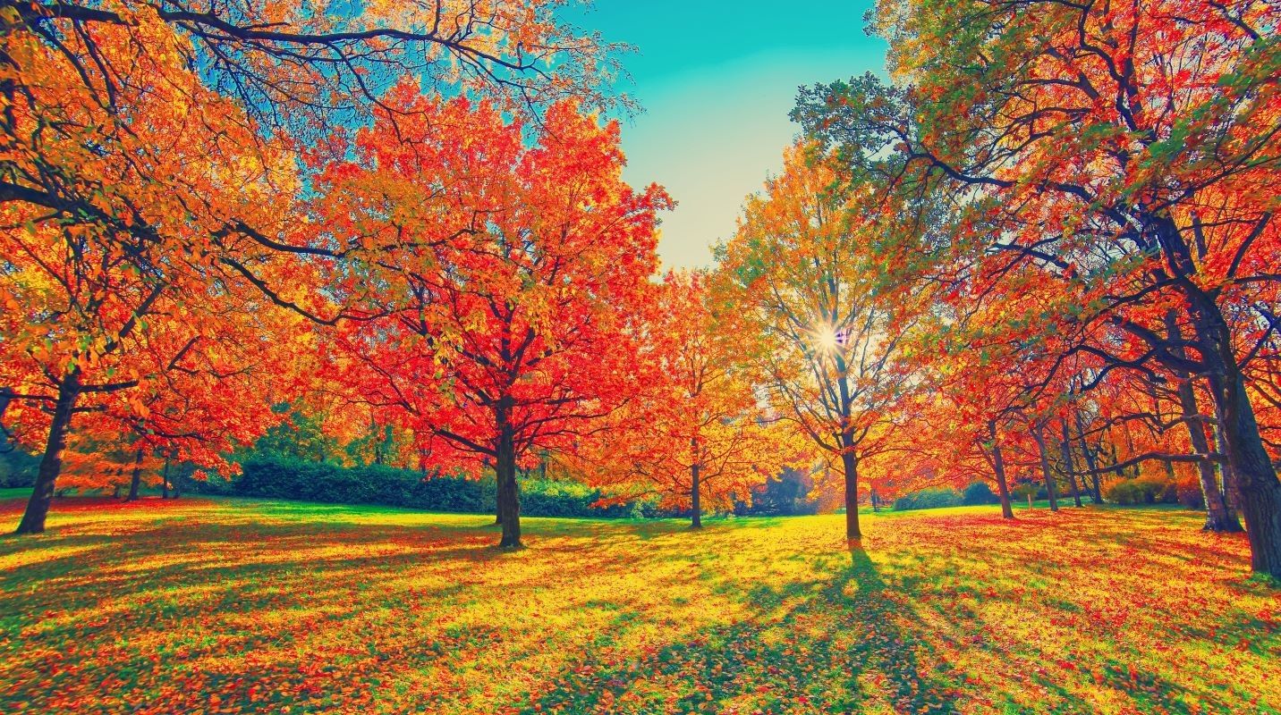 1432x800 When is the Best Time to See Autumn Foliage in Kanto in 2025? Recommended Spots in Tokyo and Kanagawa