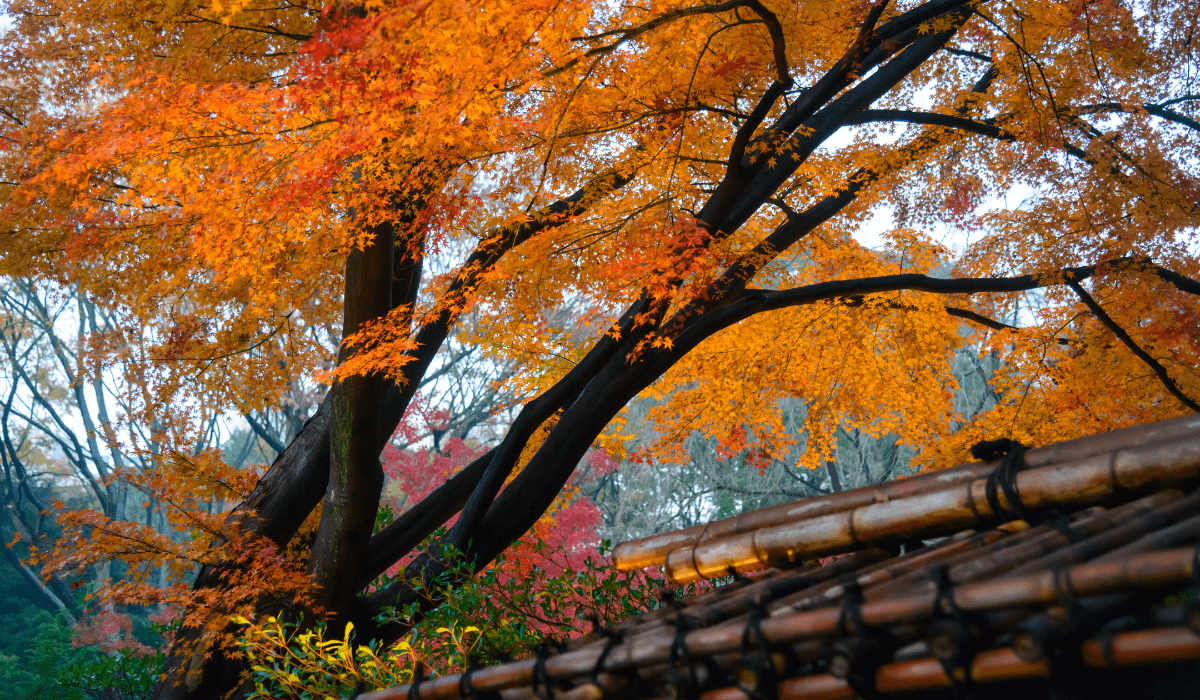 1200x700 Japan in Autumn Foliage Guide For Your Visit Travels United Kingdom