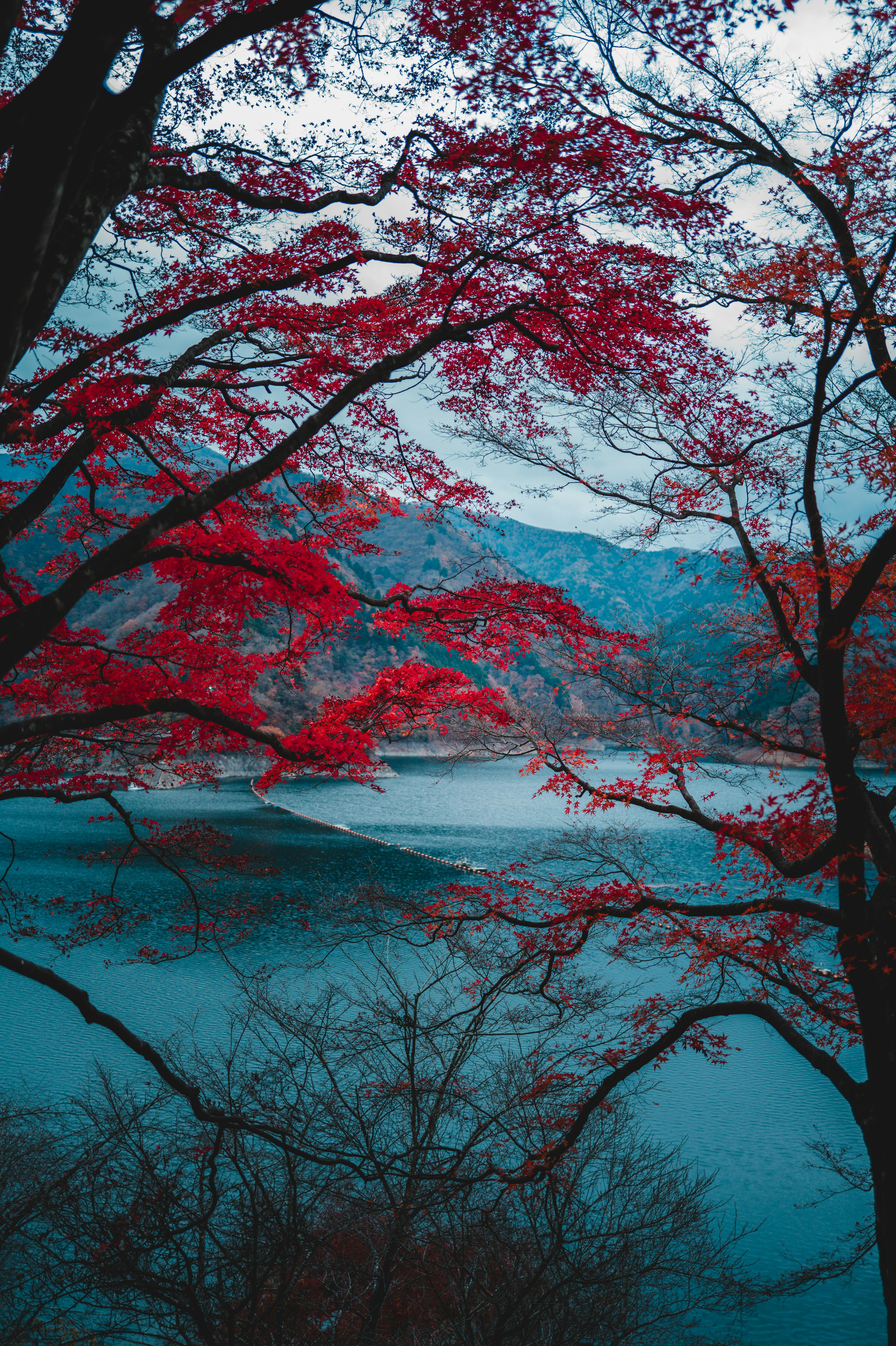 5452x8192 Vibrant Autumn Scene in Okutama, Tokyo · Free