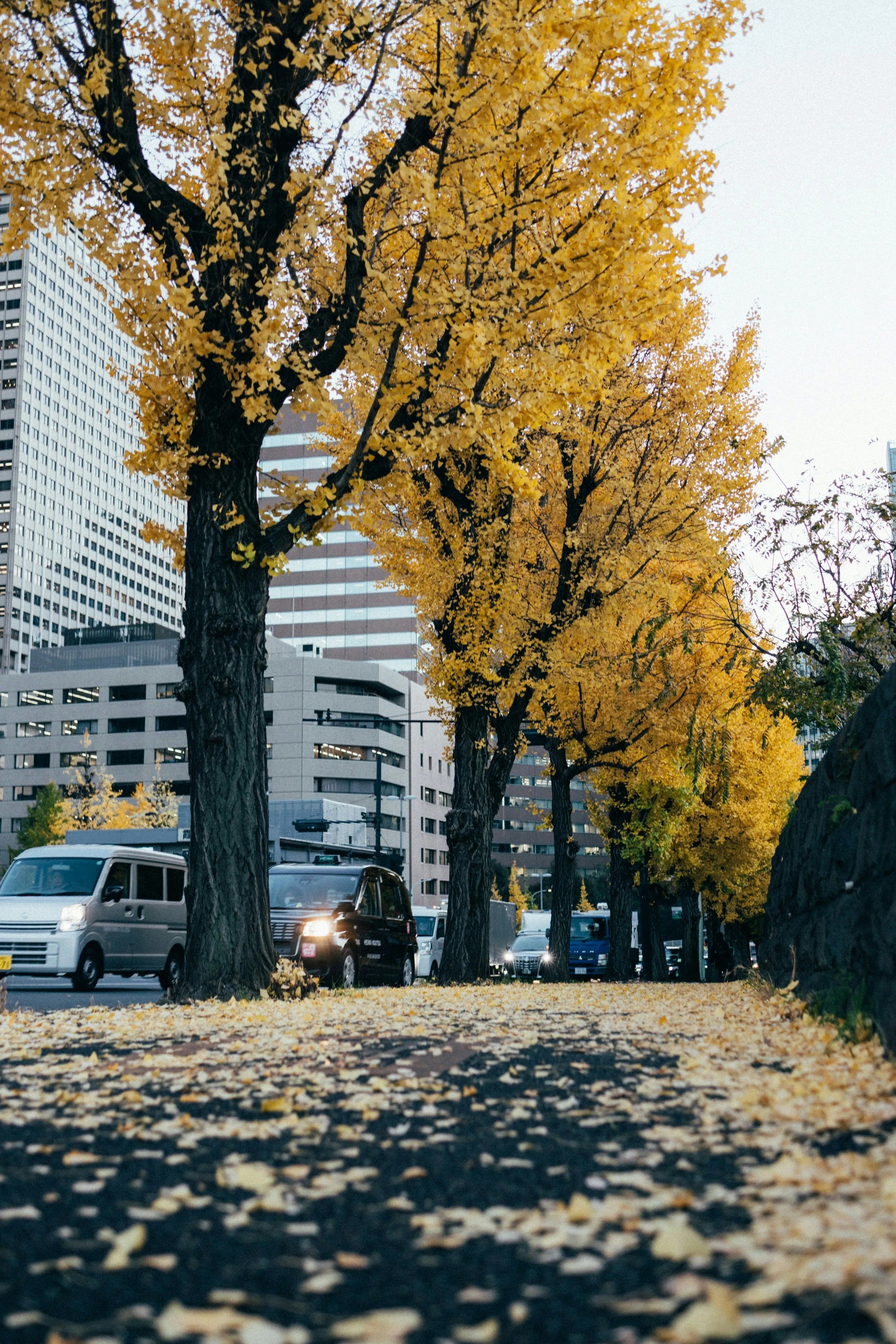 2729x4093 Tokyo in November: Festivals, Food and Fall Colours 2025