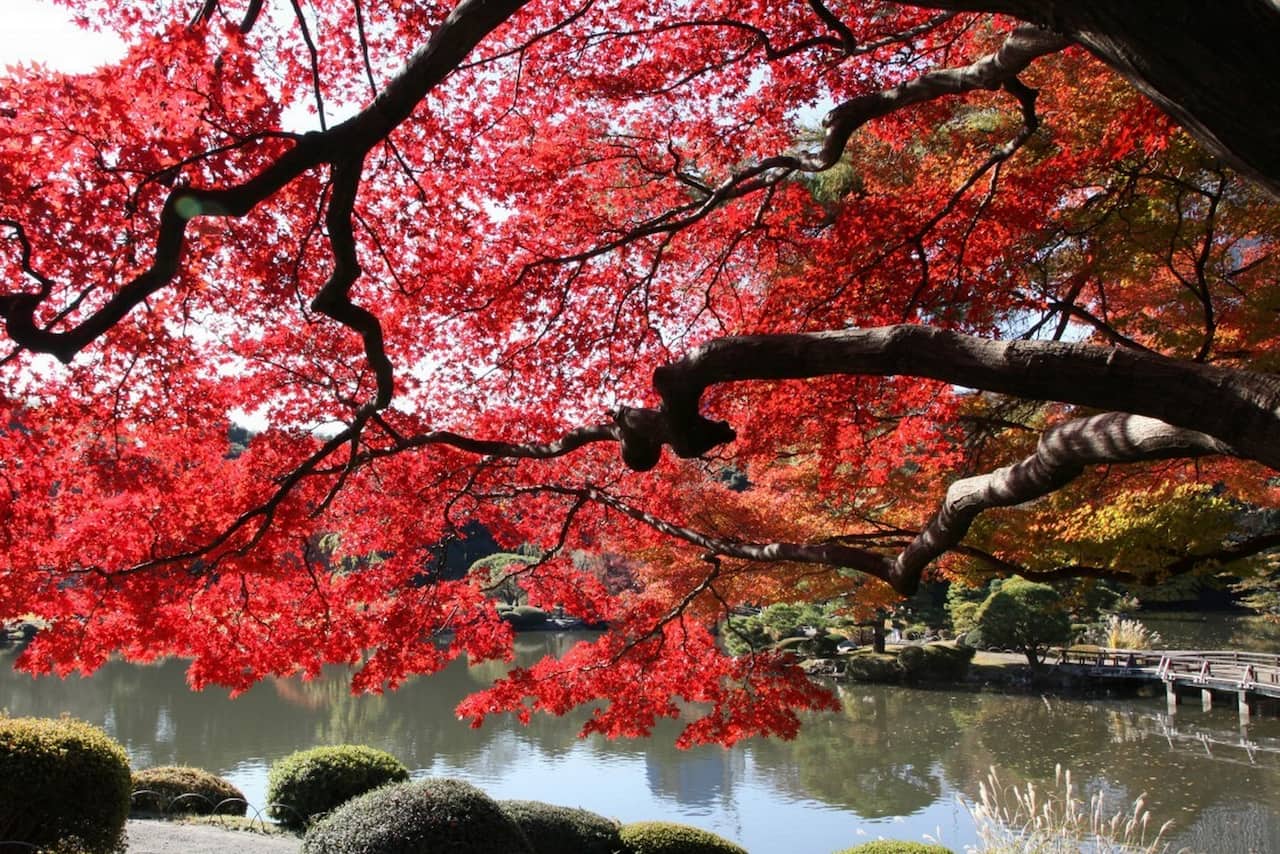1280x854 Best time to visit Tokyo: cherry blossoms, autumn leaves & more