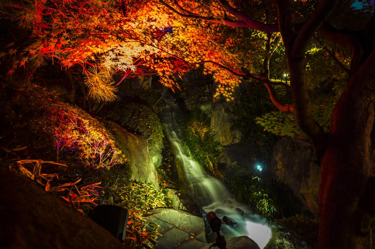 1300x866 Stunning Fall Foliage Illuminations in Tokyo