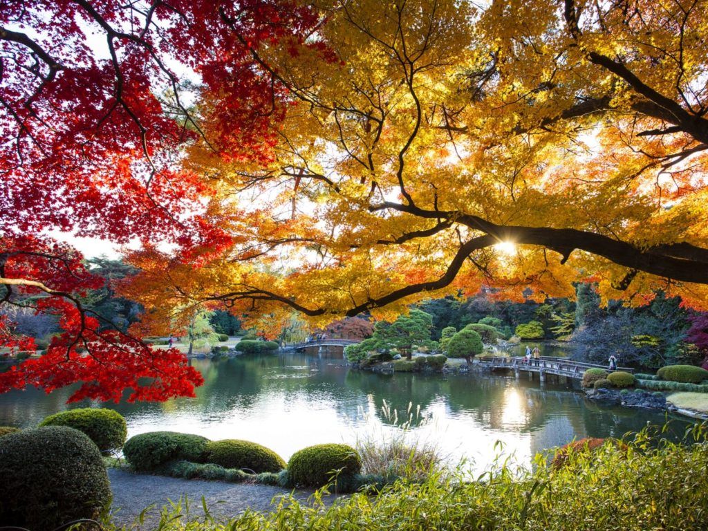 1024x768 Fall in Tokyo: 10 Things To Do In 2020 Night Owl