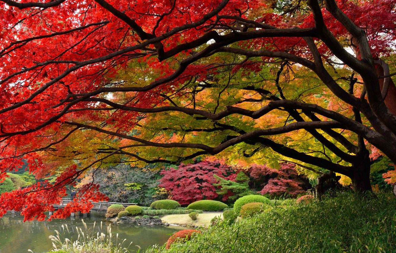 1332x850 Japan City Autumn Wallpaper
