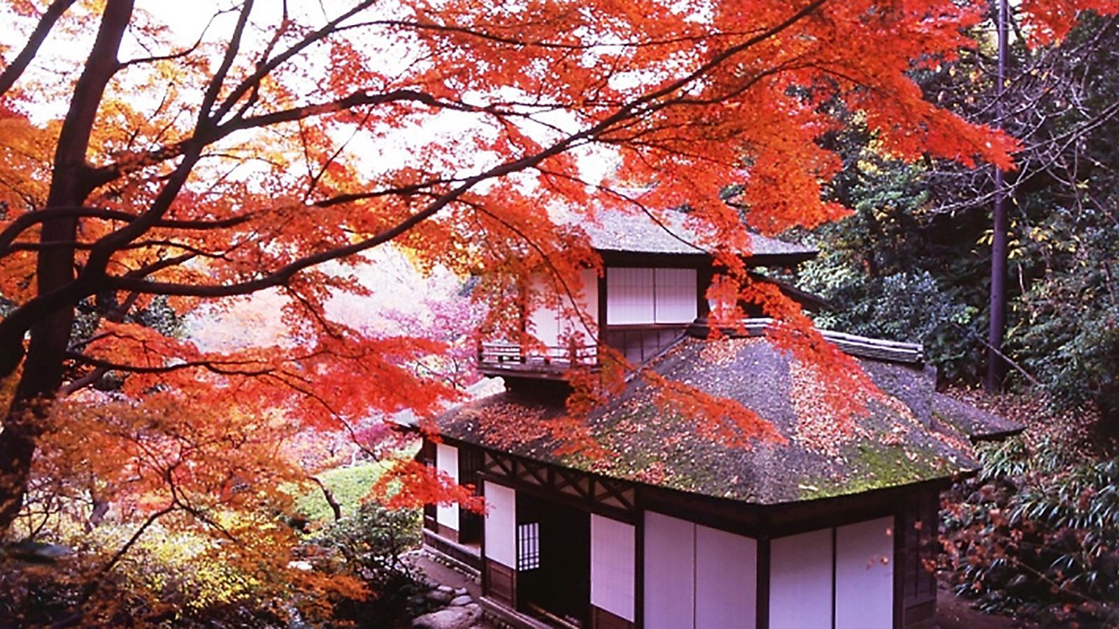 1600x900 Where To Admire The Autumn Leaves in Tokyo. Culture. The ORIENTAL ECONOMIST