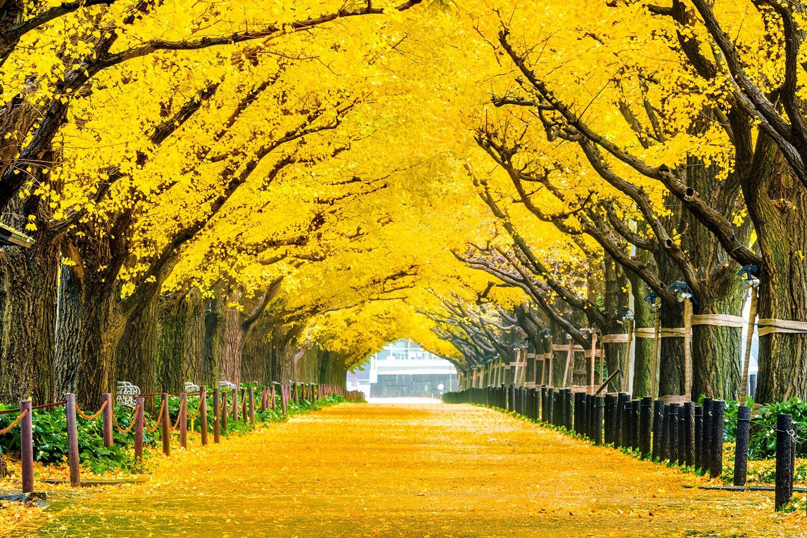 1600x1066 Best Places to See Changing Autumn Leaves in Tokyo Foliage Spots in Tokyo