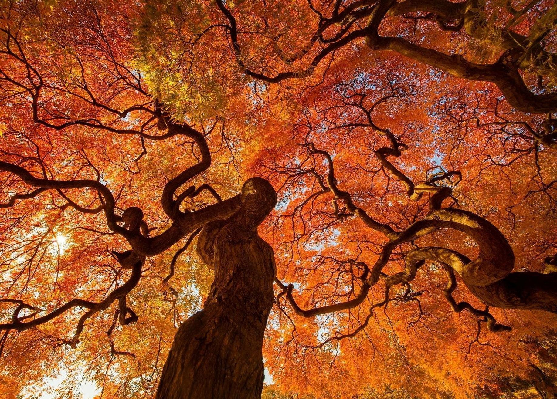 1835x1315 Autumn Serenity: HD Wallpaper of Tokyo's Park Trees