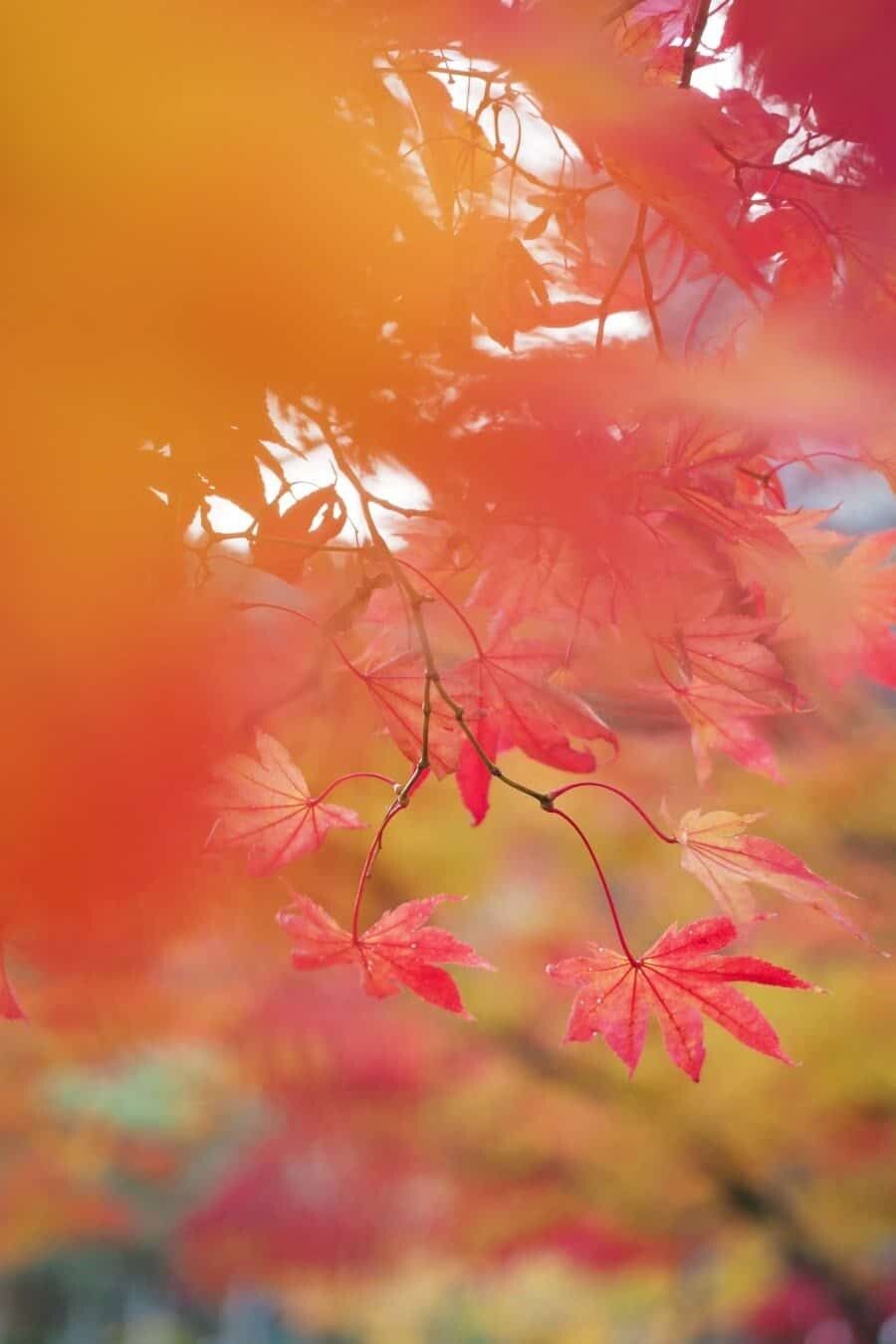 900x1350 Autumn in Japan and Photography Tips for Kyoto + Tokyo