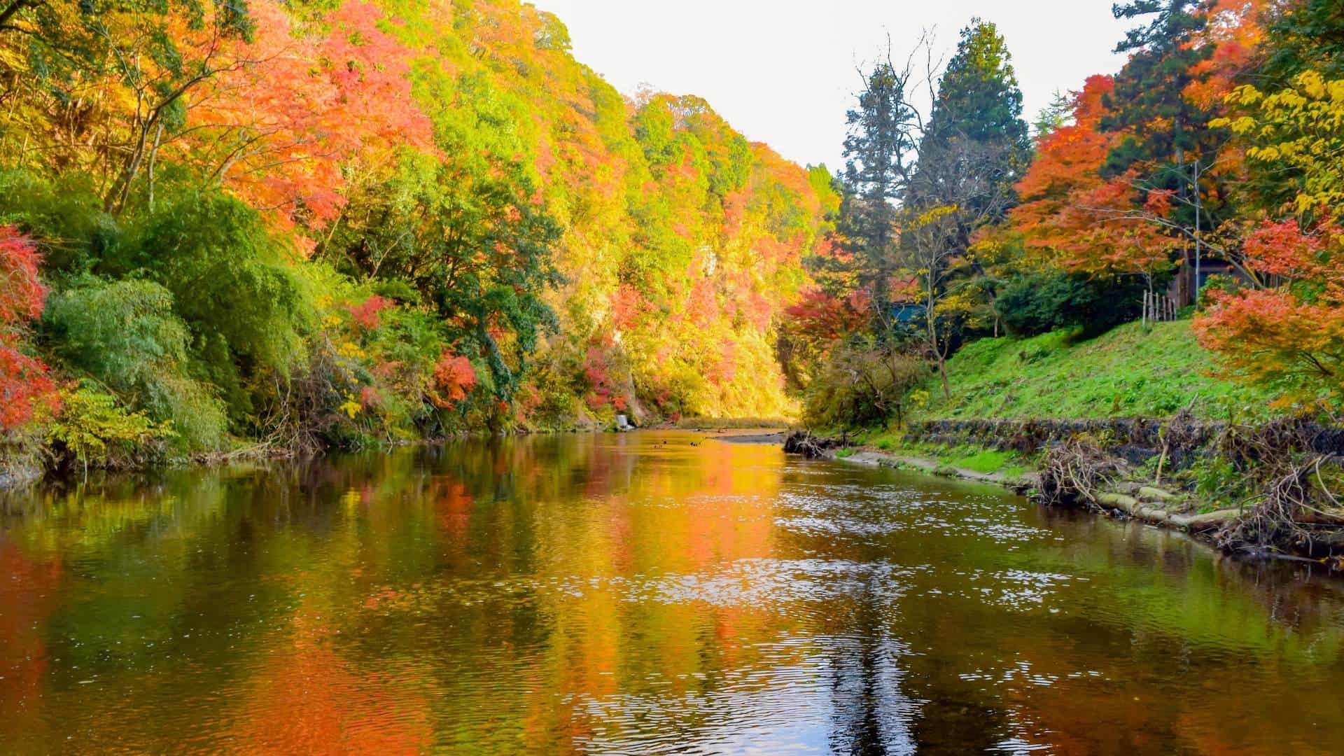 1920x1080 Breathtaking Autumn Leaves Day Trips From Tokyo