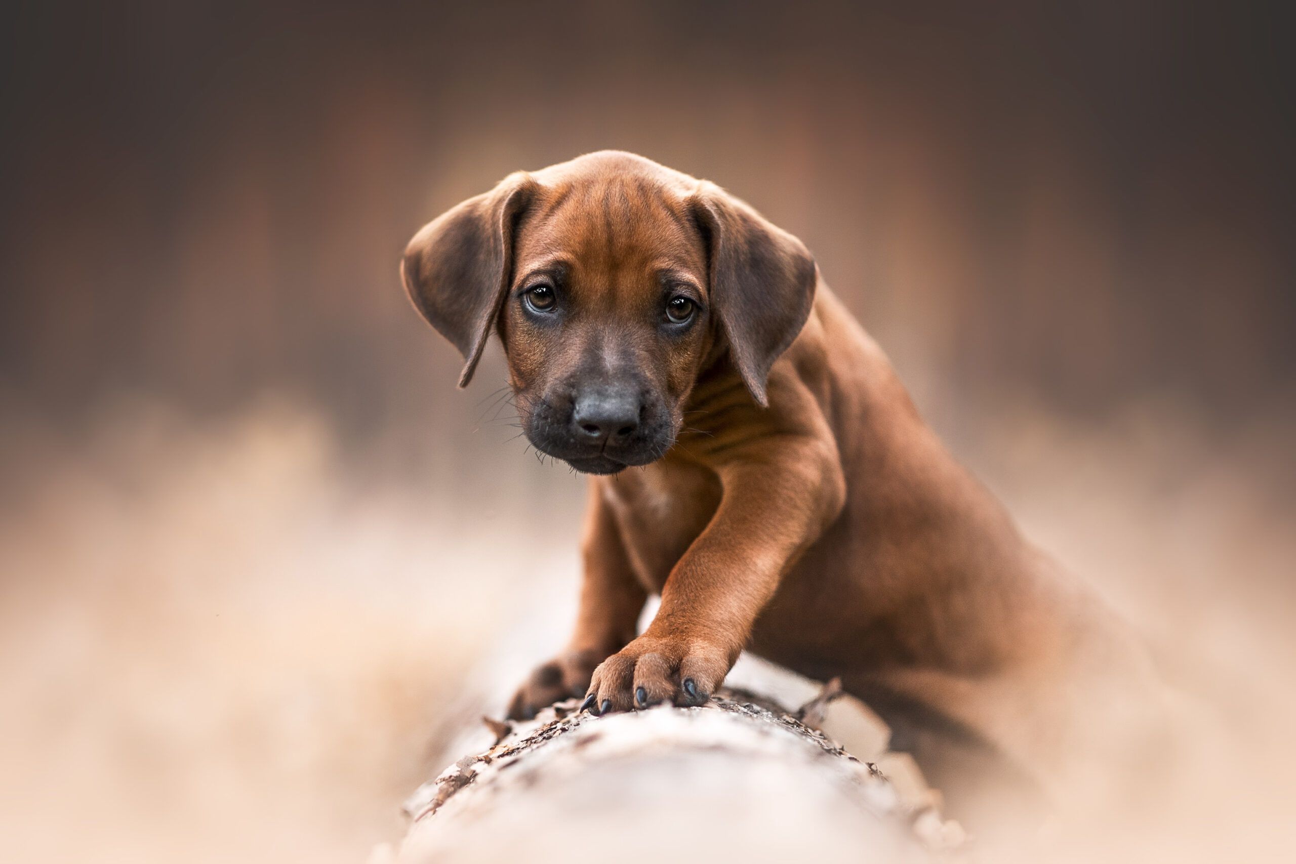 2560x1707 Download Baby Animal Puppy Animal Rhodesian Ridgeback HD Wallpaperx1707