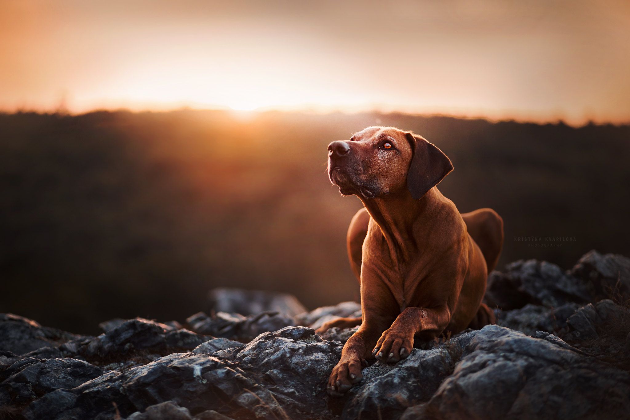 2048x1365 Download Animal Rhodesian Ridgeback HD Wallpaper by Kristýna Kvapilováx1365