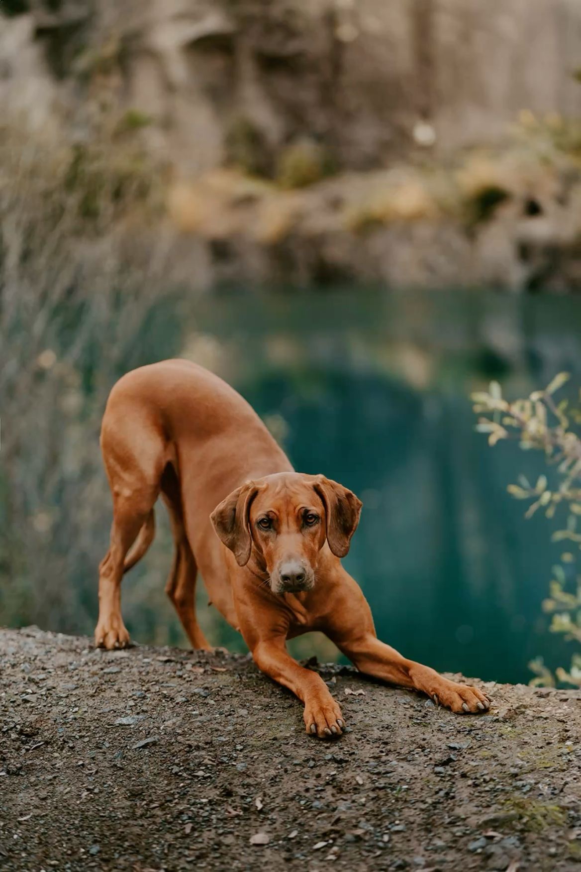 1168x1752 Rhodesian Ridgeback Tapeta 4k